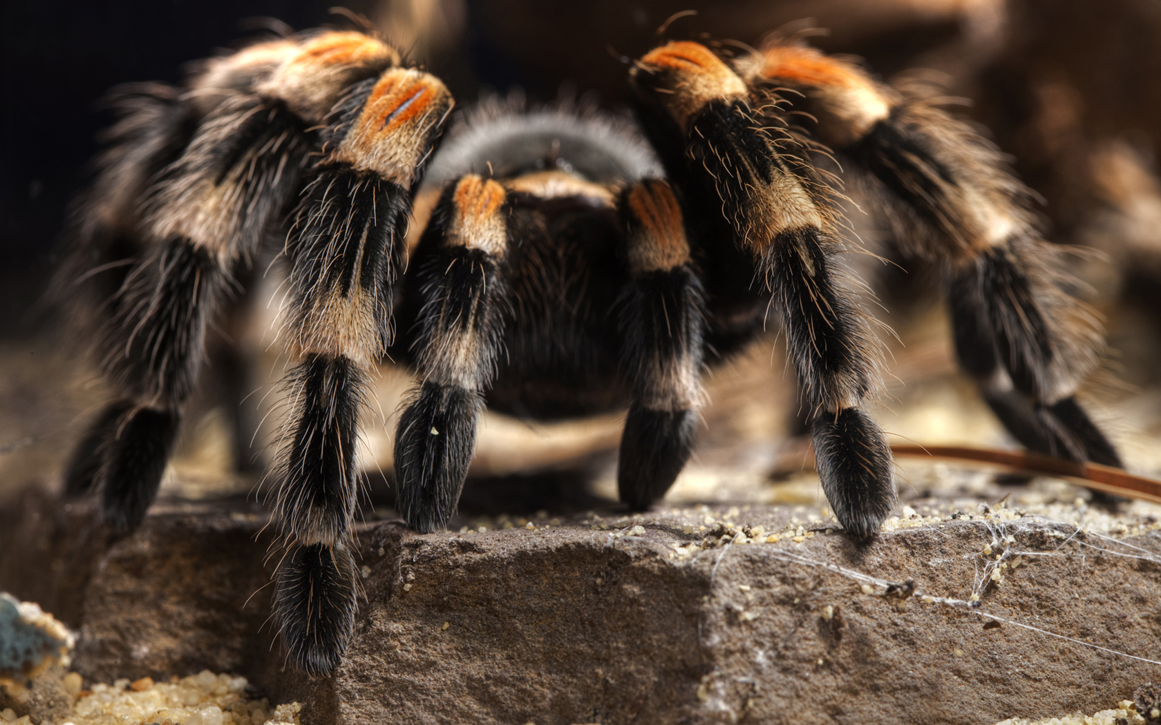 Tarantula Wallpapers