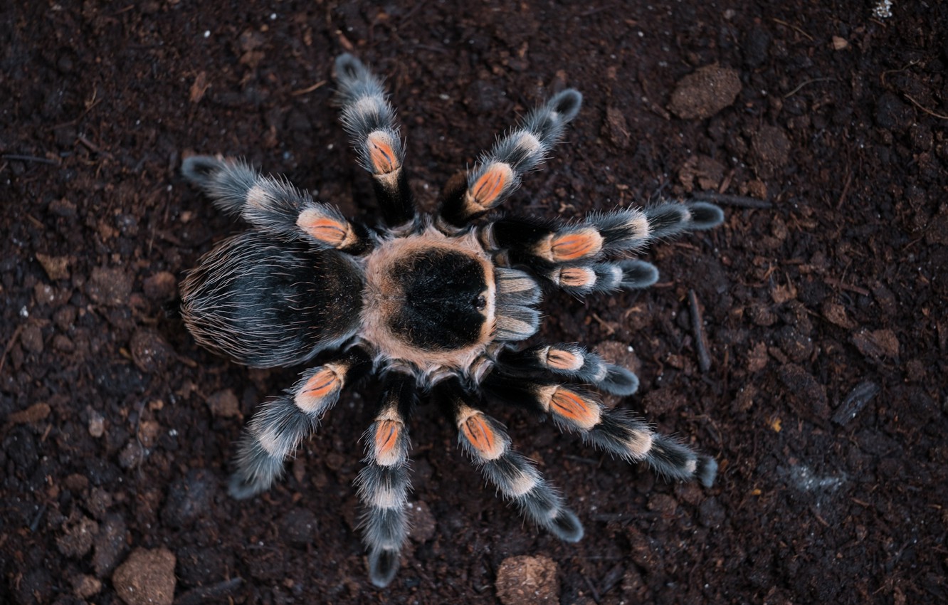 Tarantula Wallpapers