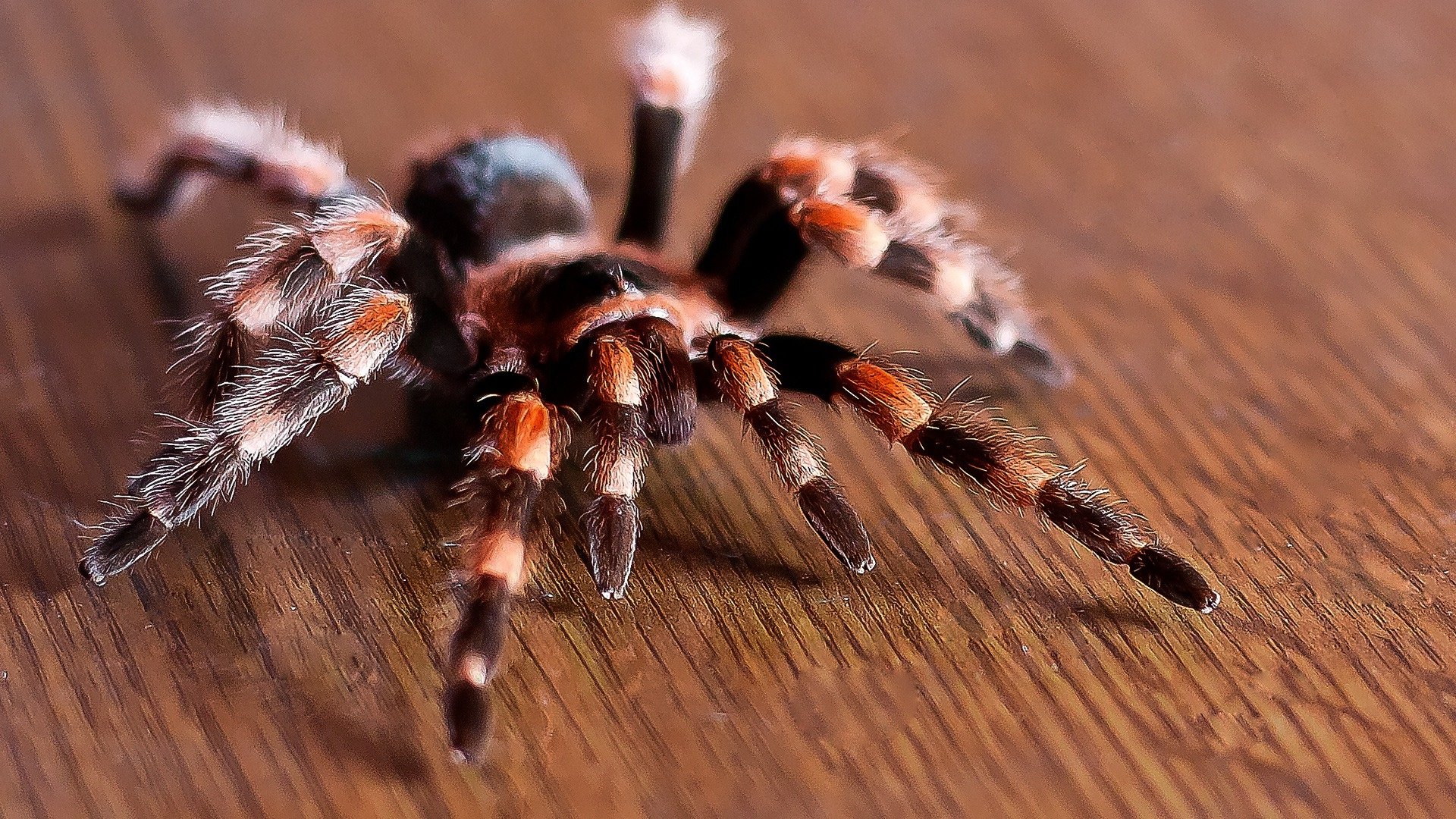 Tarantula Wallpapers