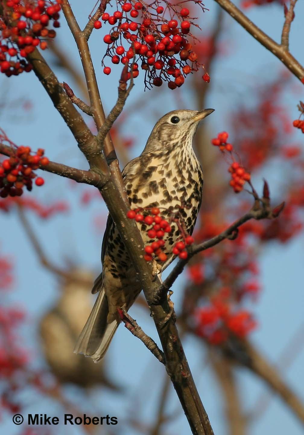 Thrushes Wallpapers