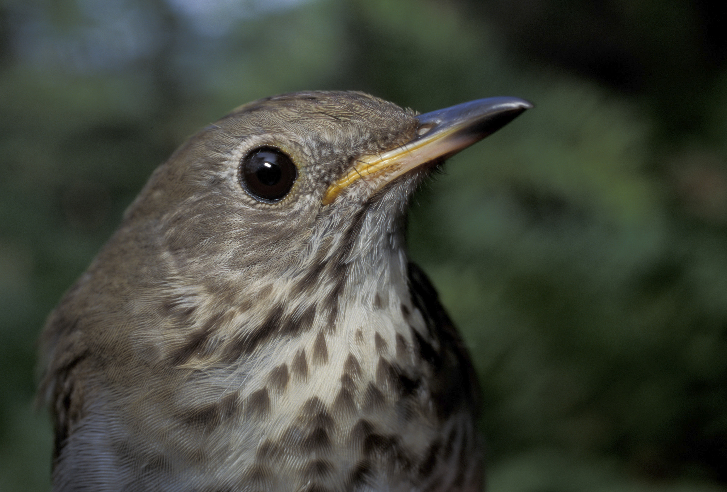 Thrushes Wallpapers