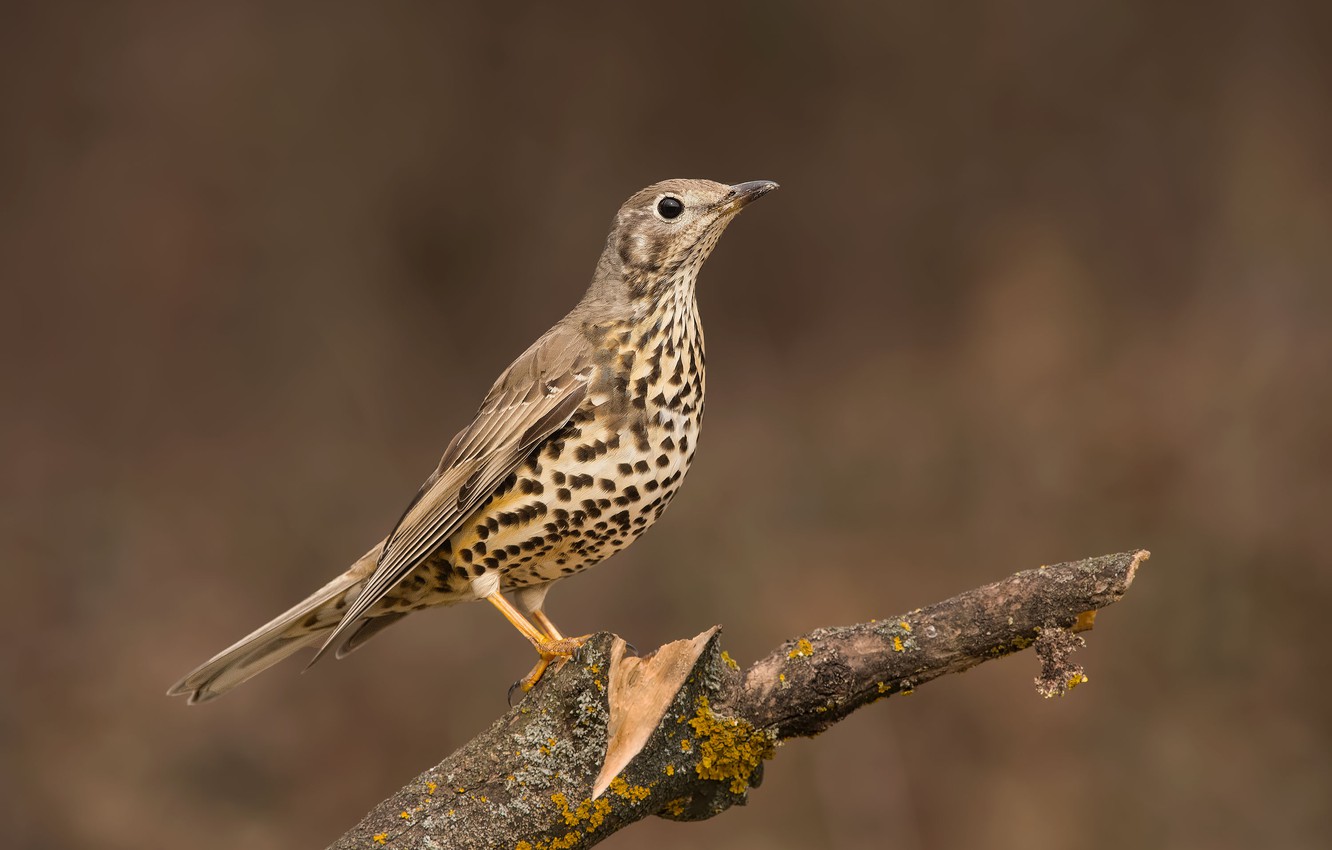 Thrushes Wallpapers