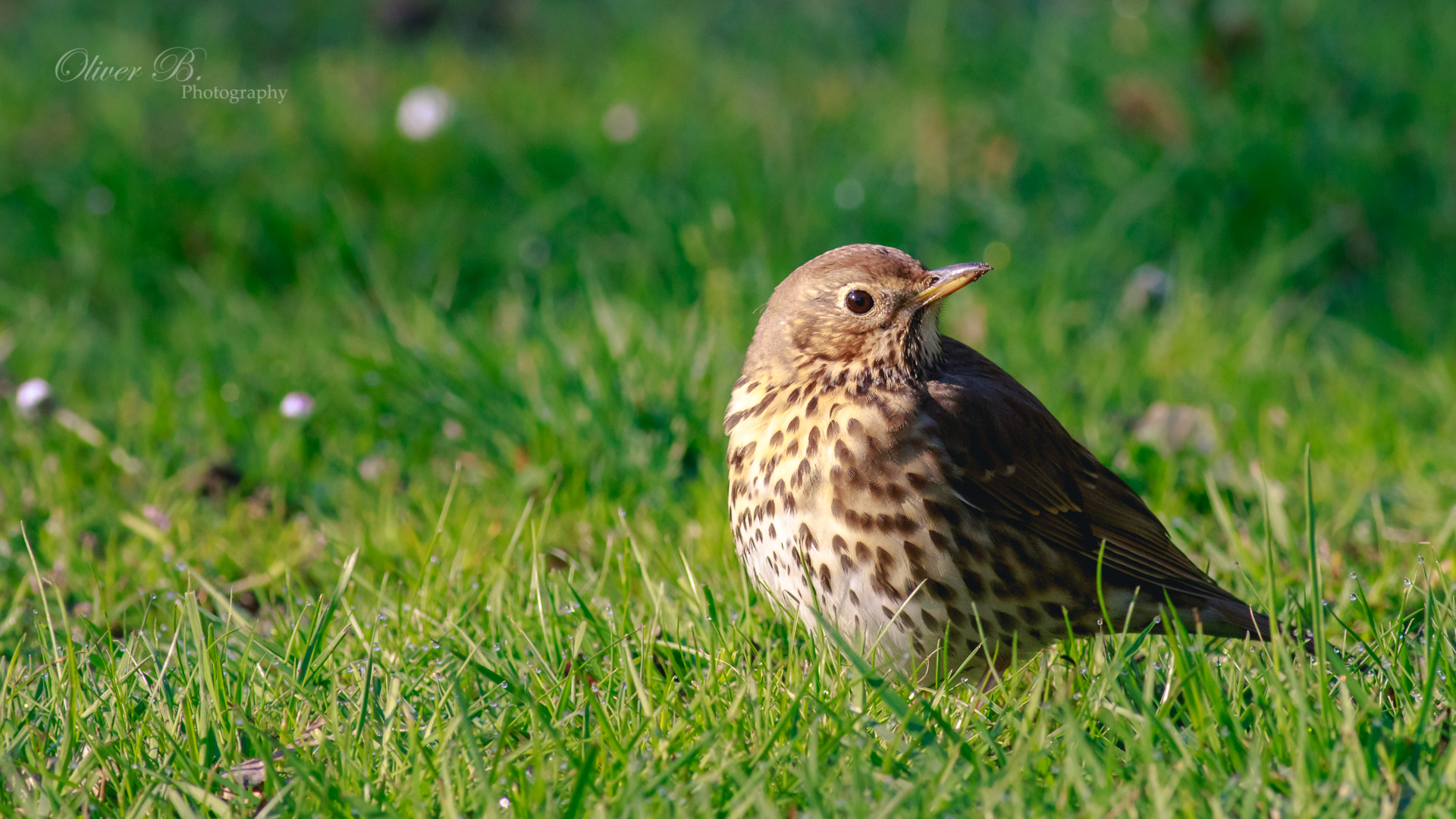 Thrushes Wallpapers