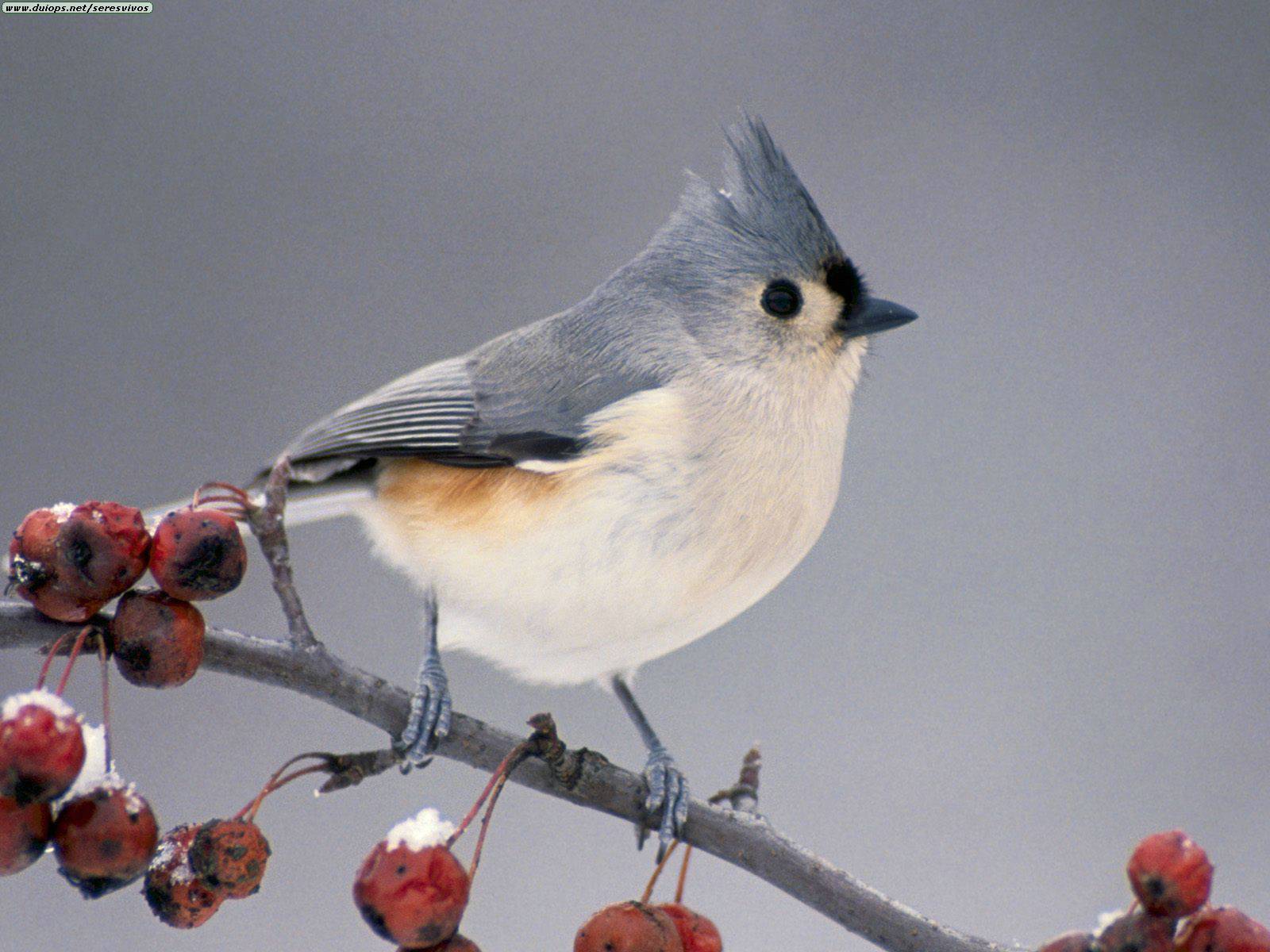 Titmouse Wallpapers