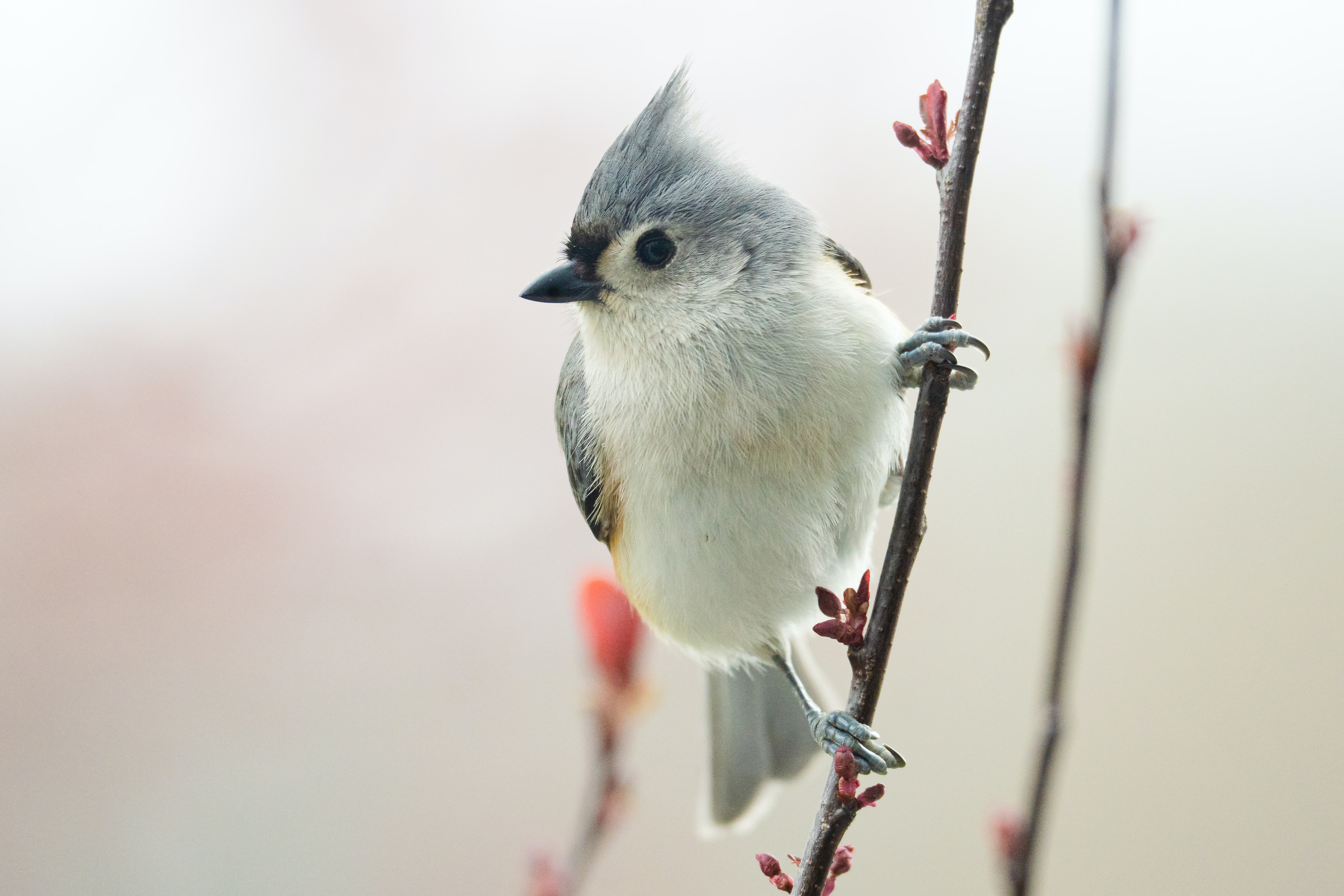 Titmouse Wallpapers