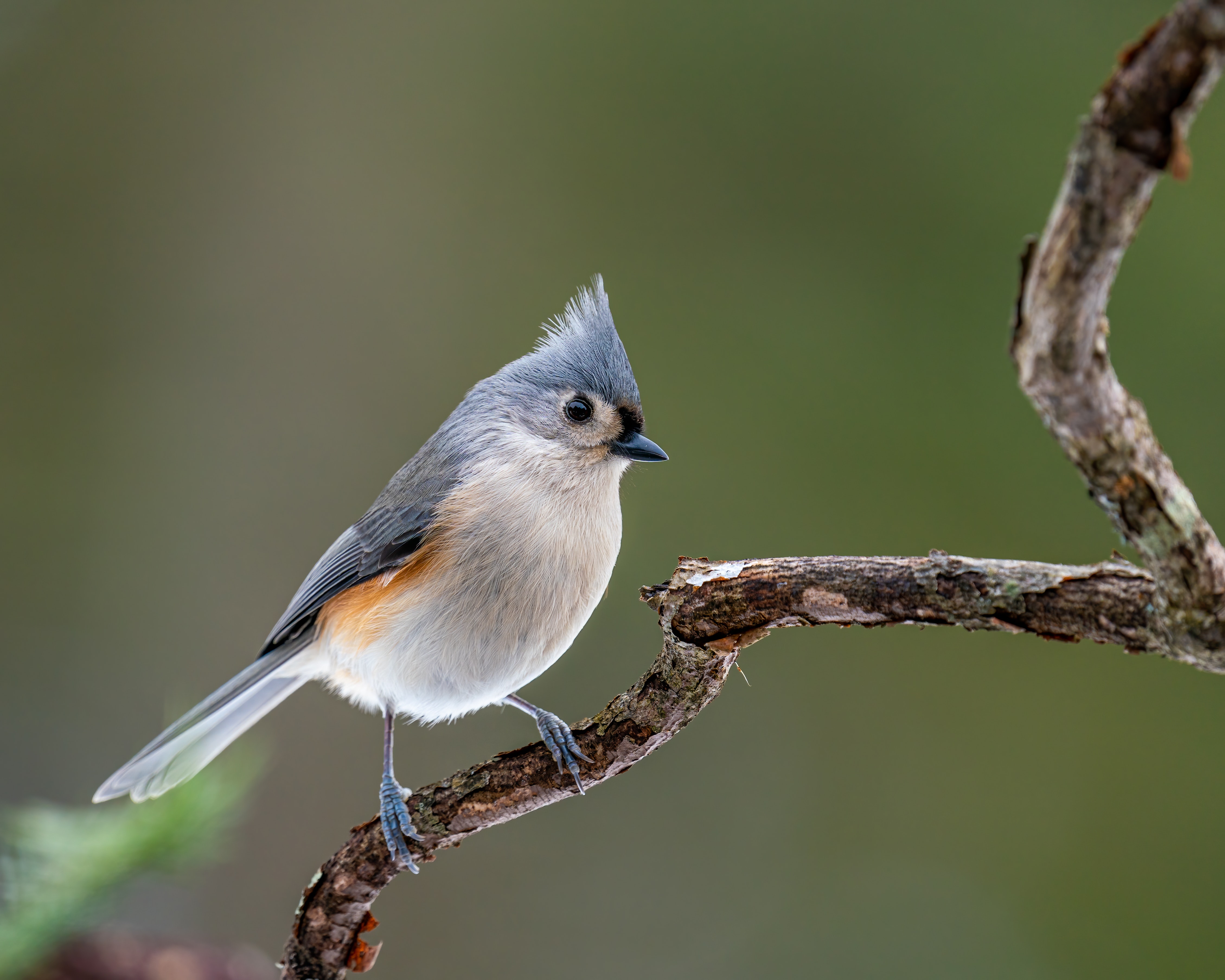 Titmouse Wallpapers