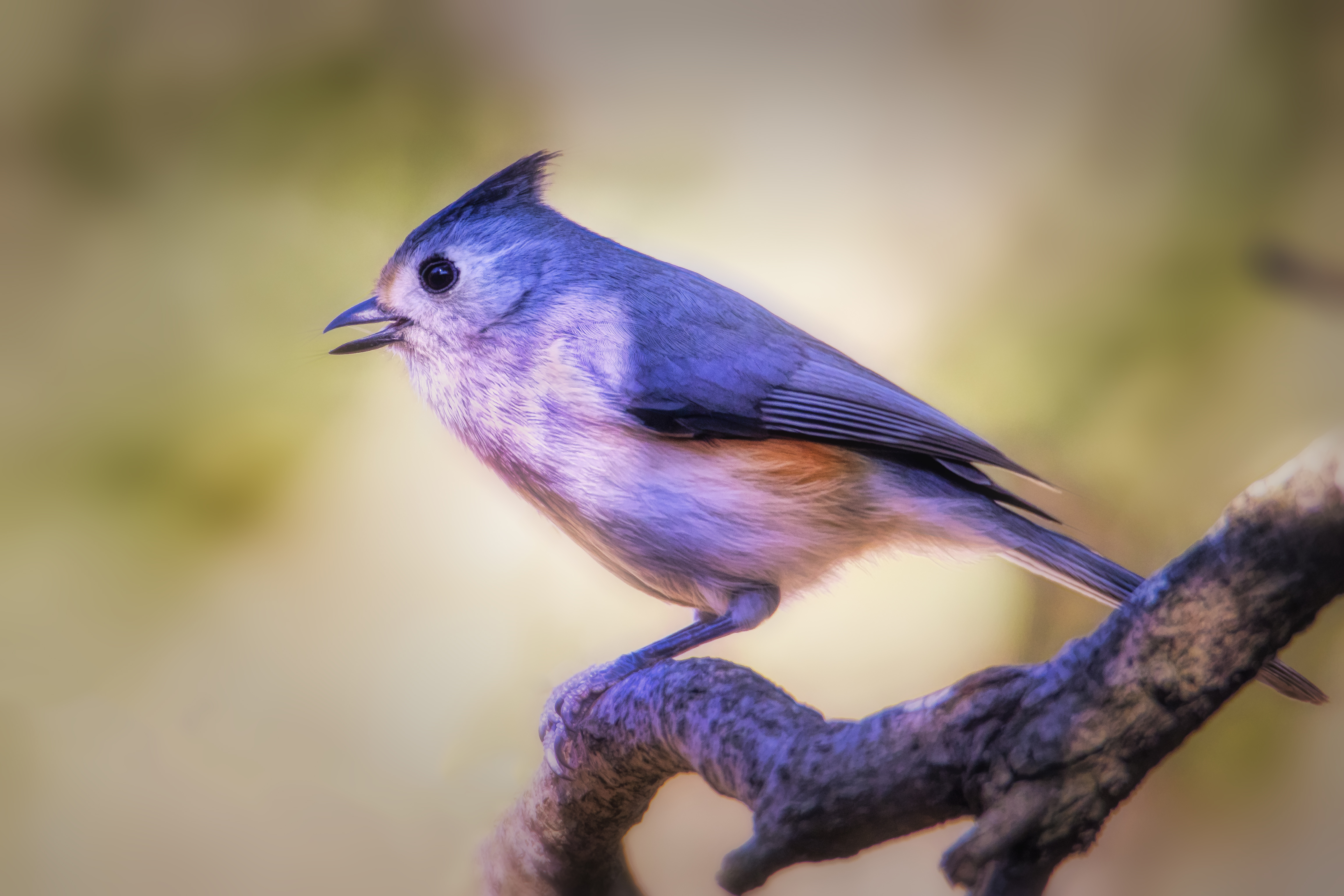 Titmouse Wallpapers