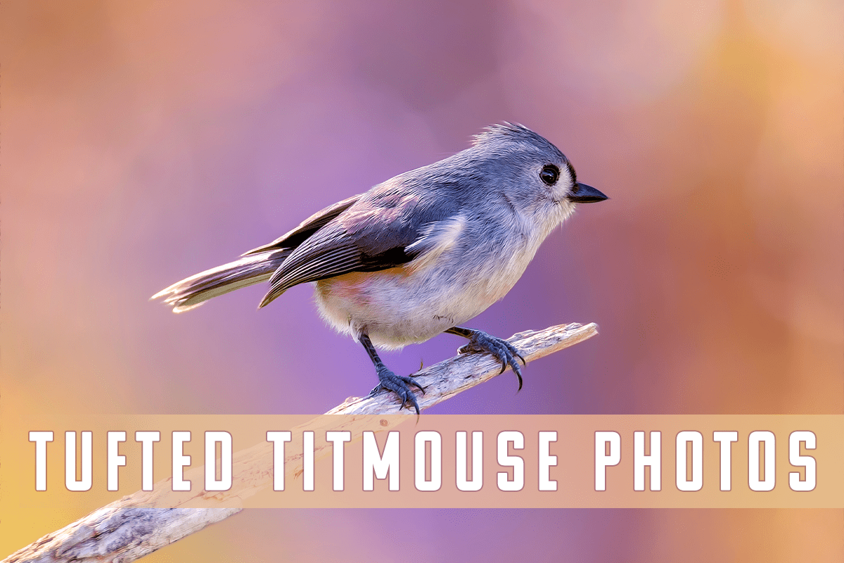 Titmouse Wallpapers