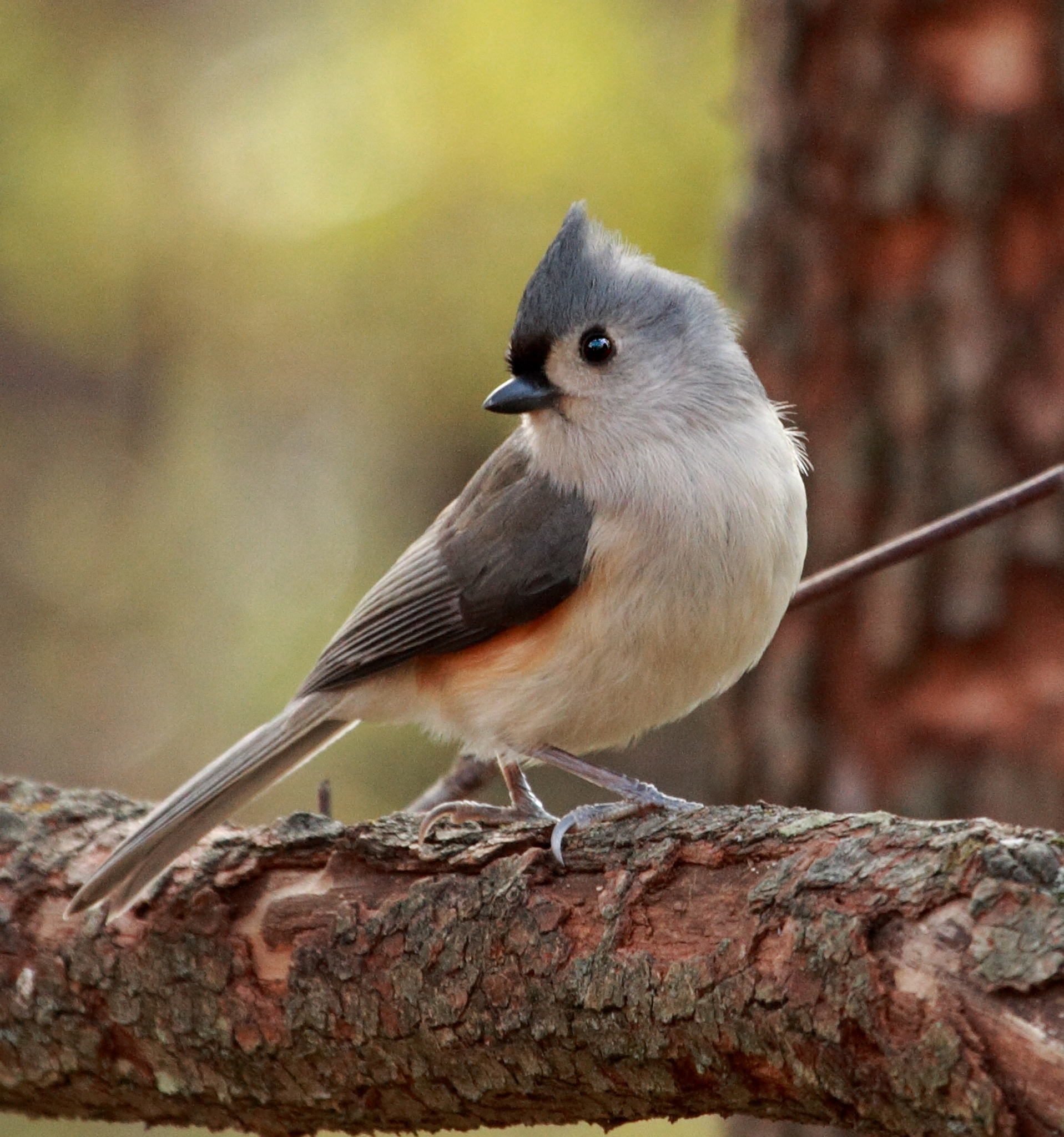 Titmouse Wallpapers