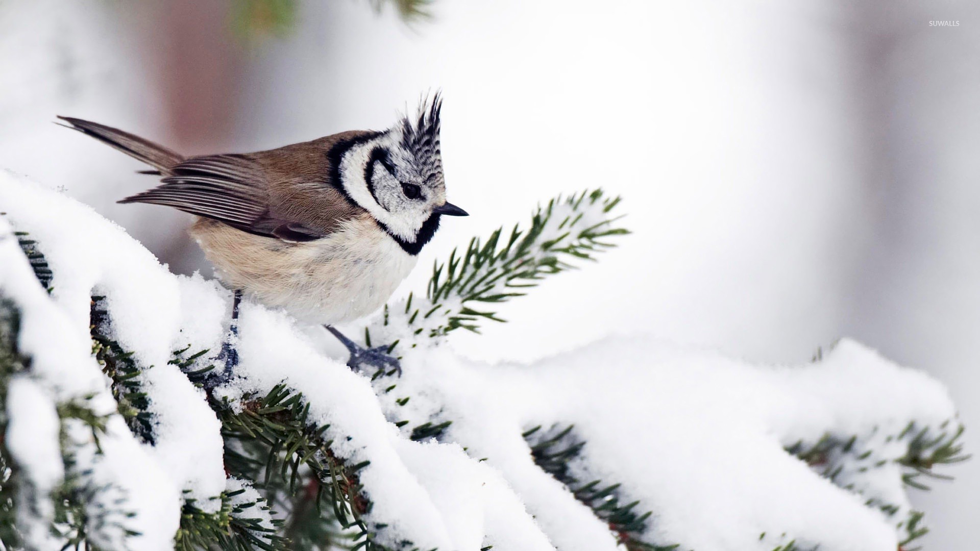 Titmouse Wallpapers