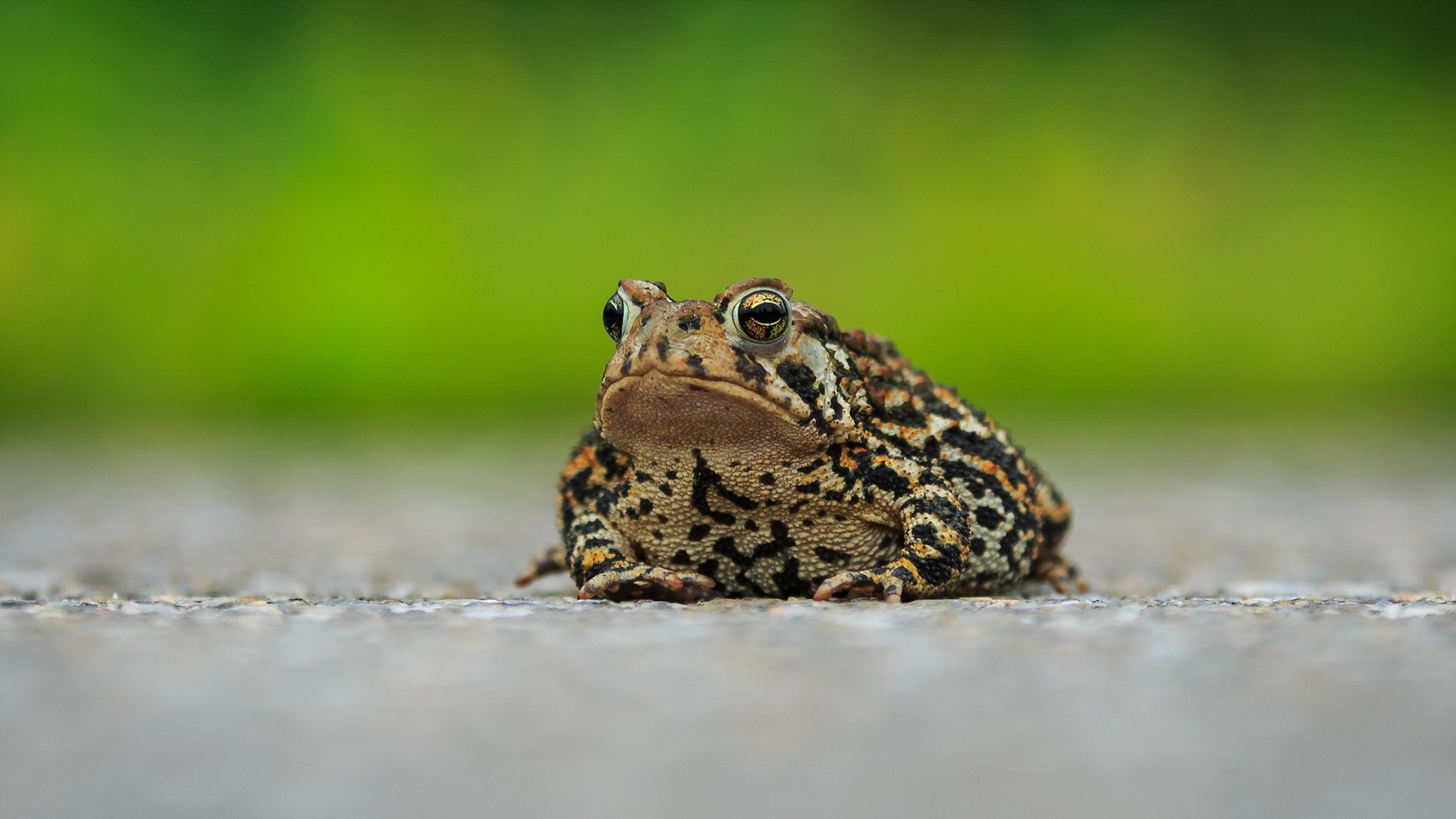 Toads Wallpapers