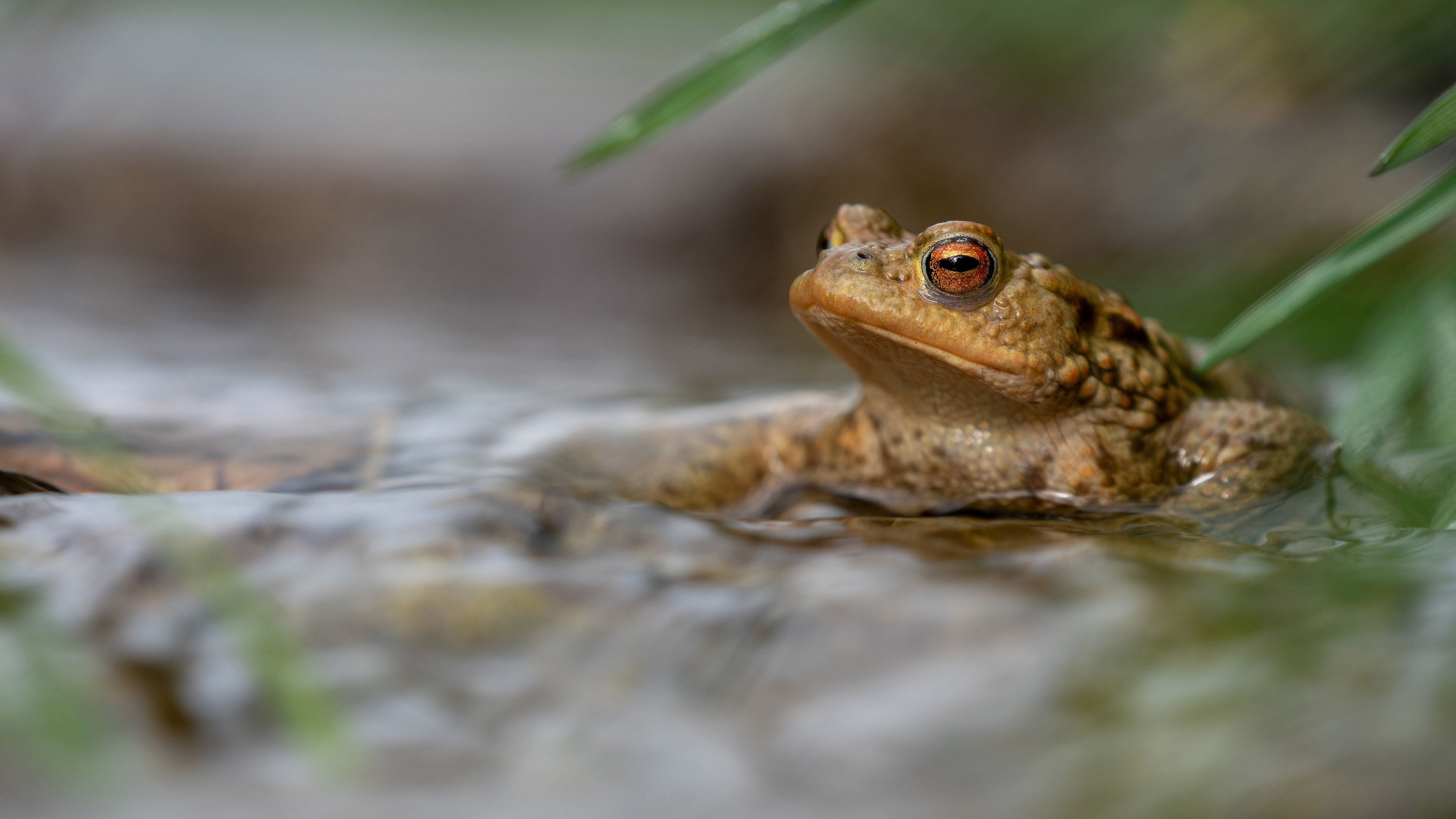 Toads Wallpapers