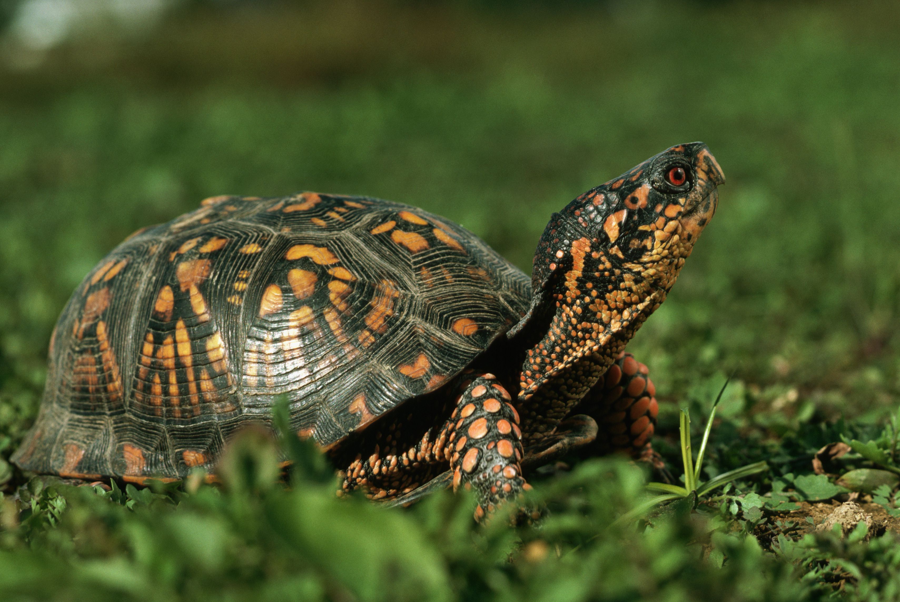 Tortoise Wallpapers