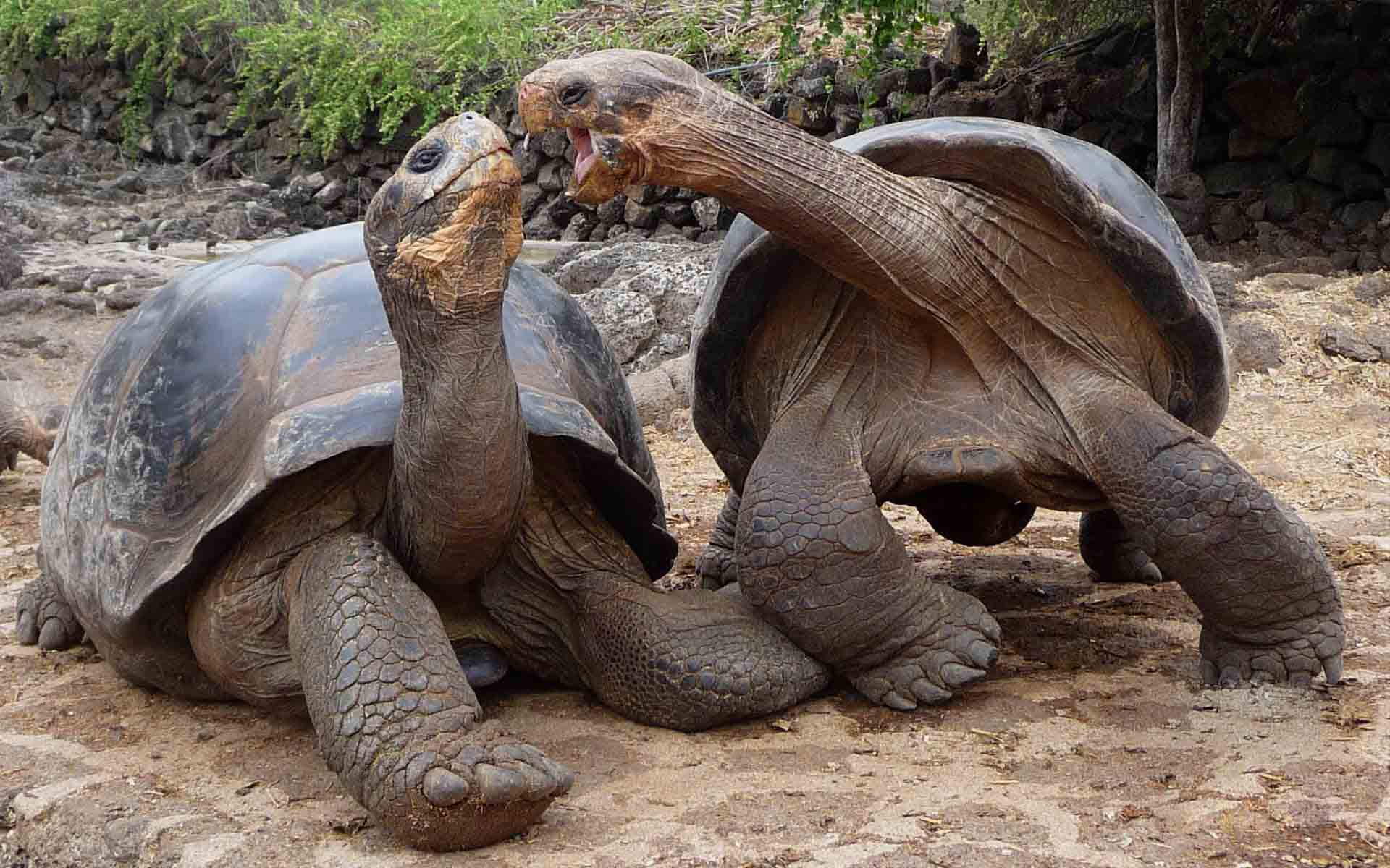 Tortoise Wallpapers