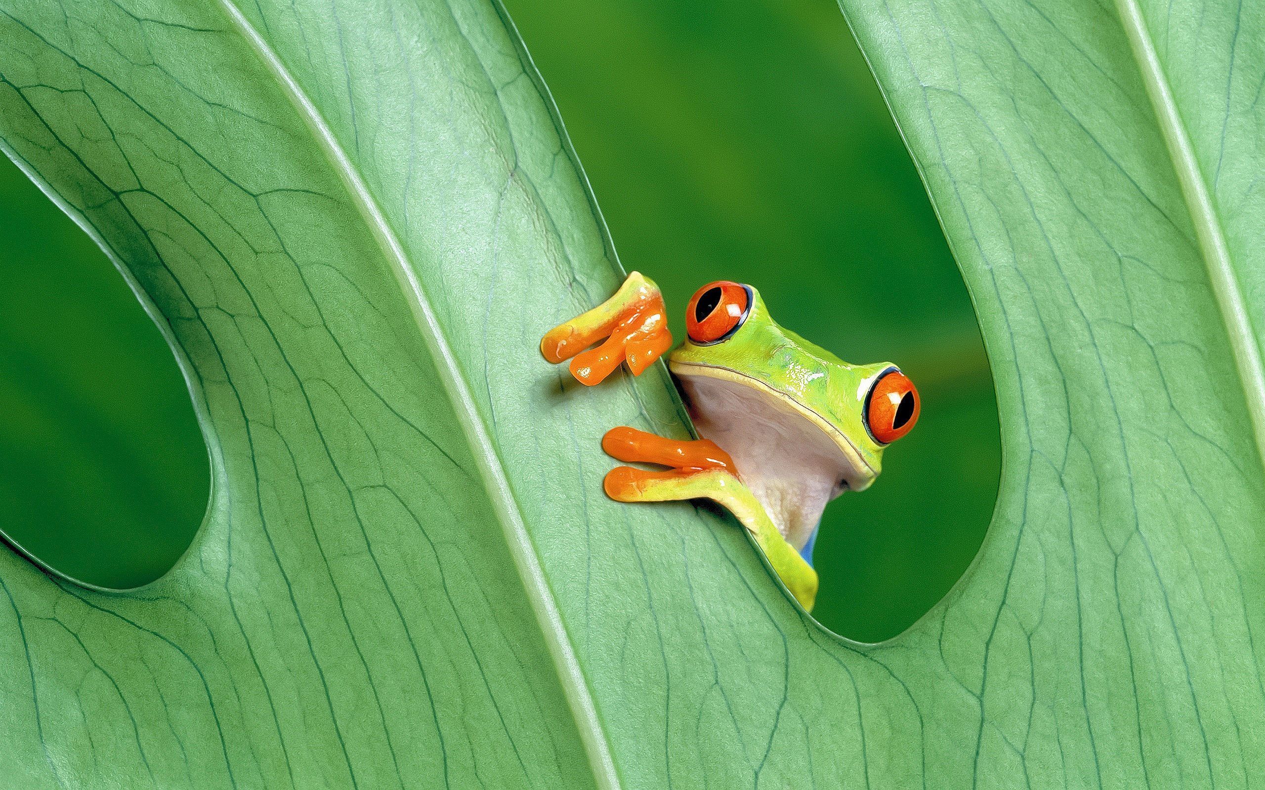 Tree Frog Wallpapers