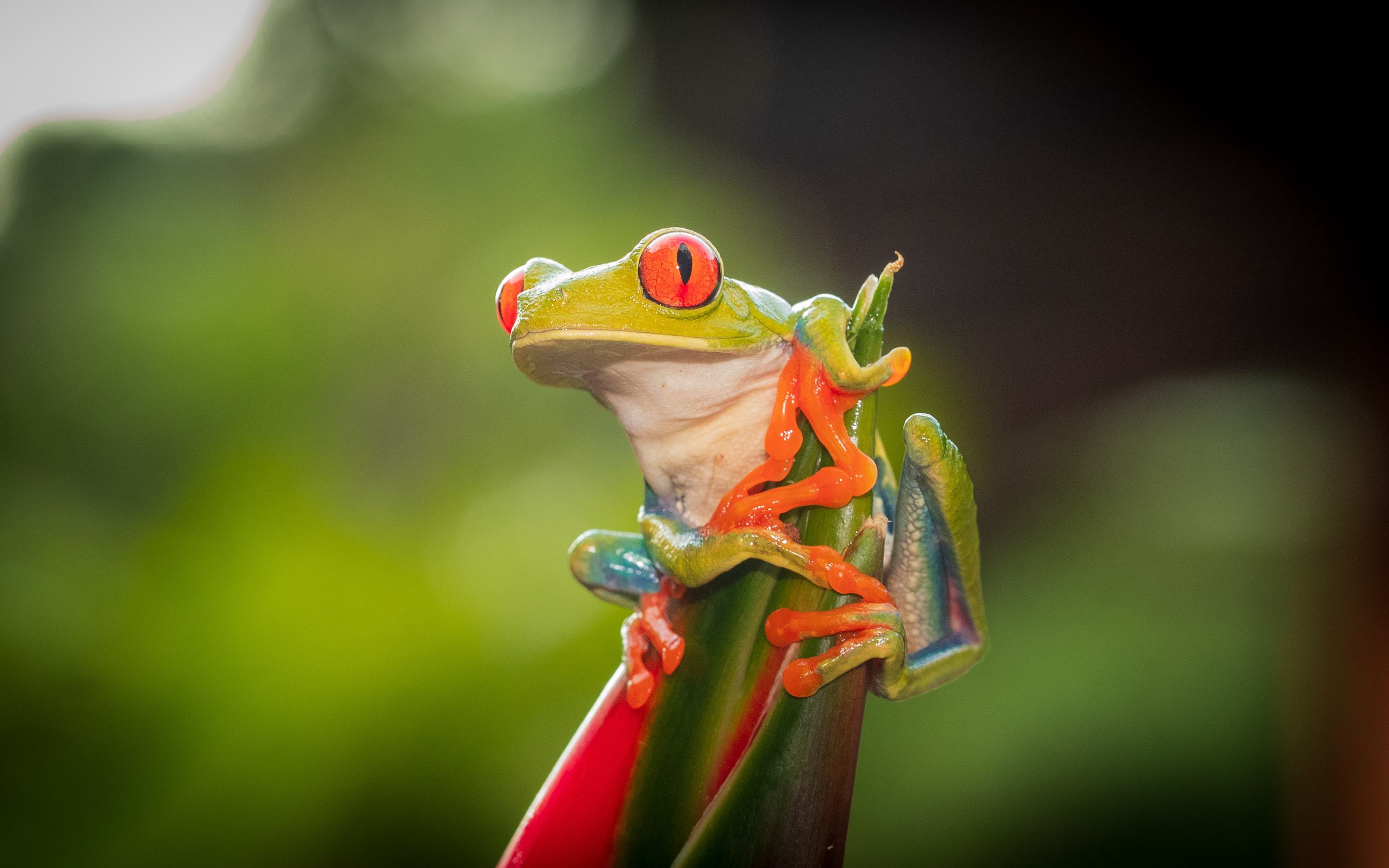 Tree Frog Wallpapers