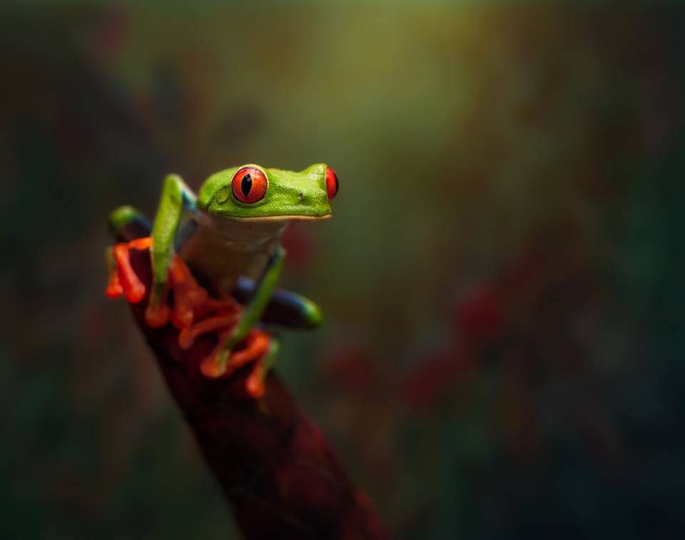 Tree Frog Wallpapers