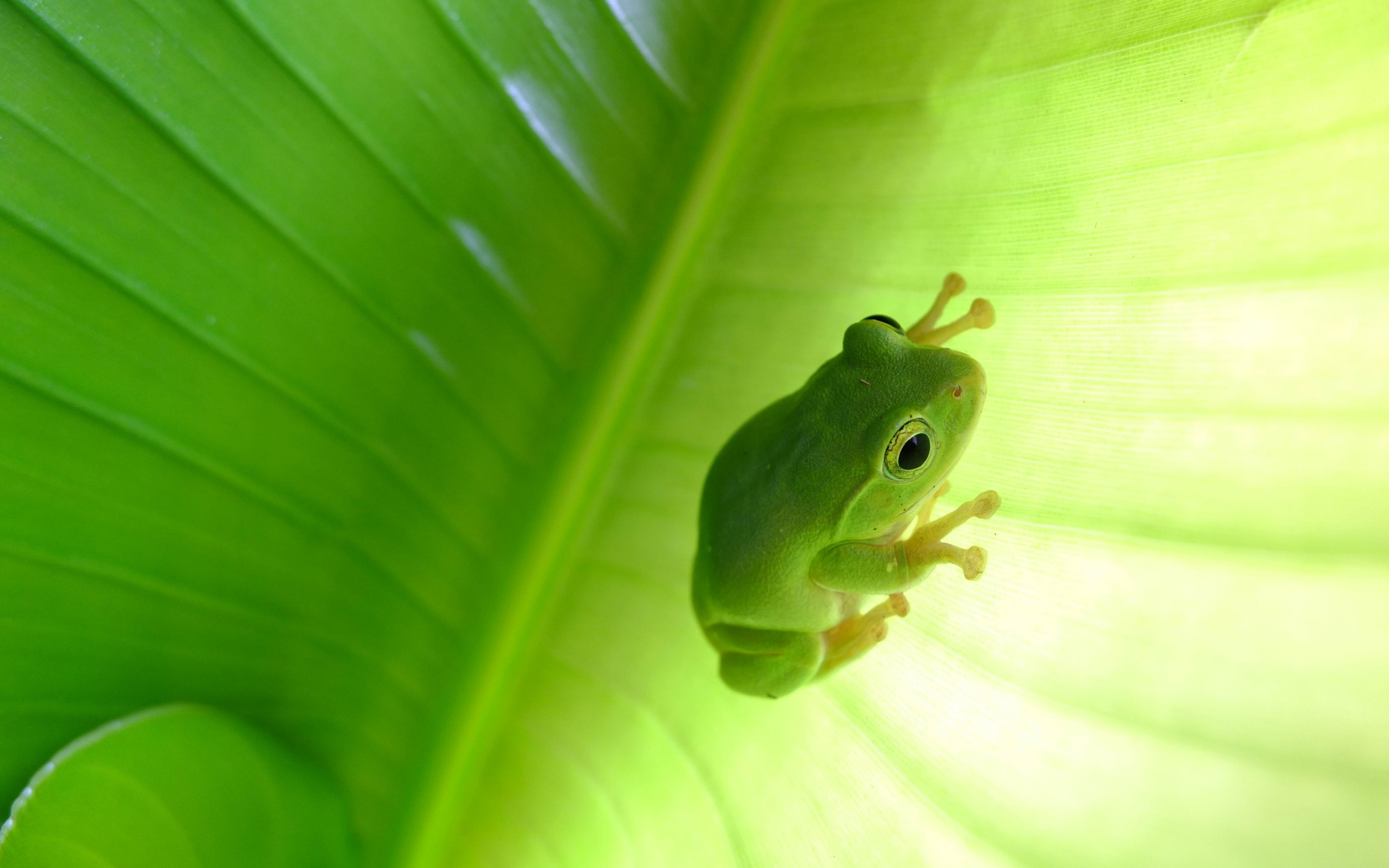 Tree Frog Wallpapers