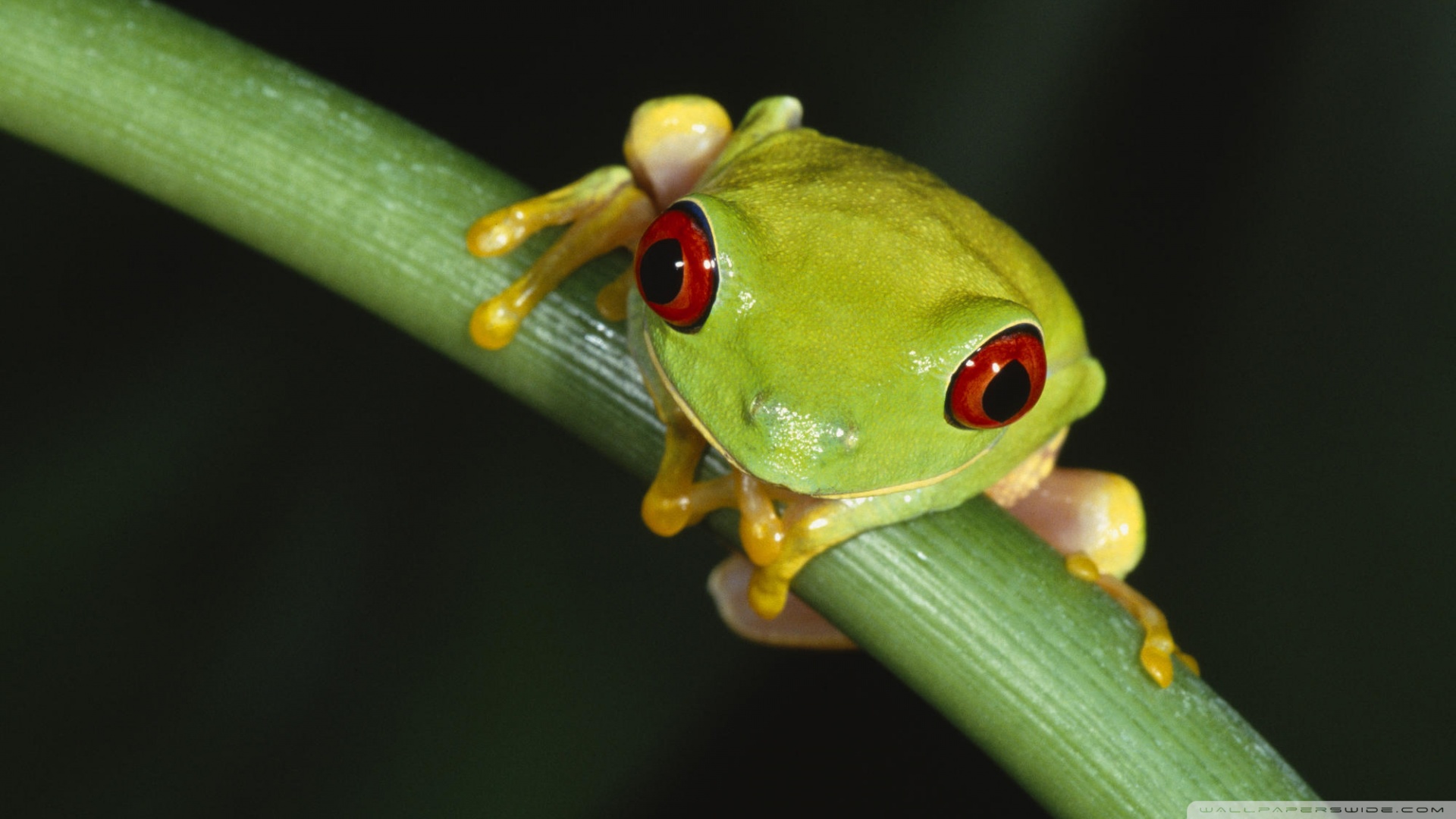 Tree Frog Wallpapers