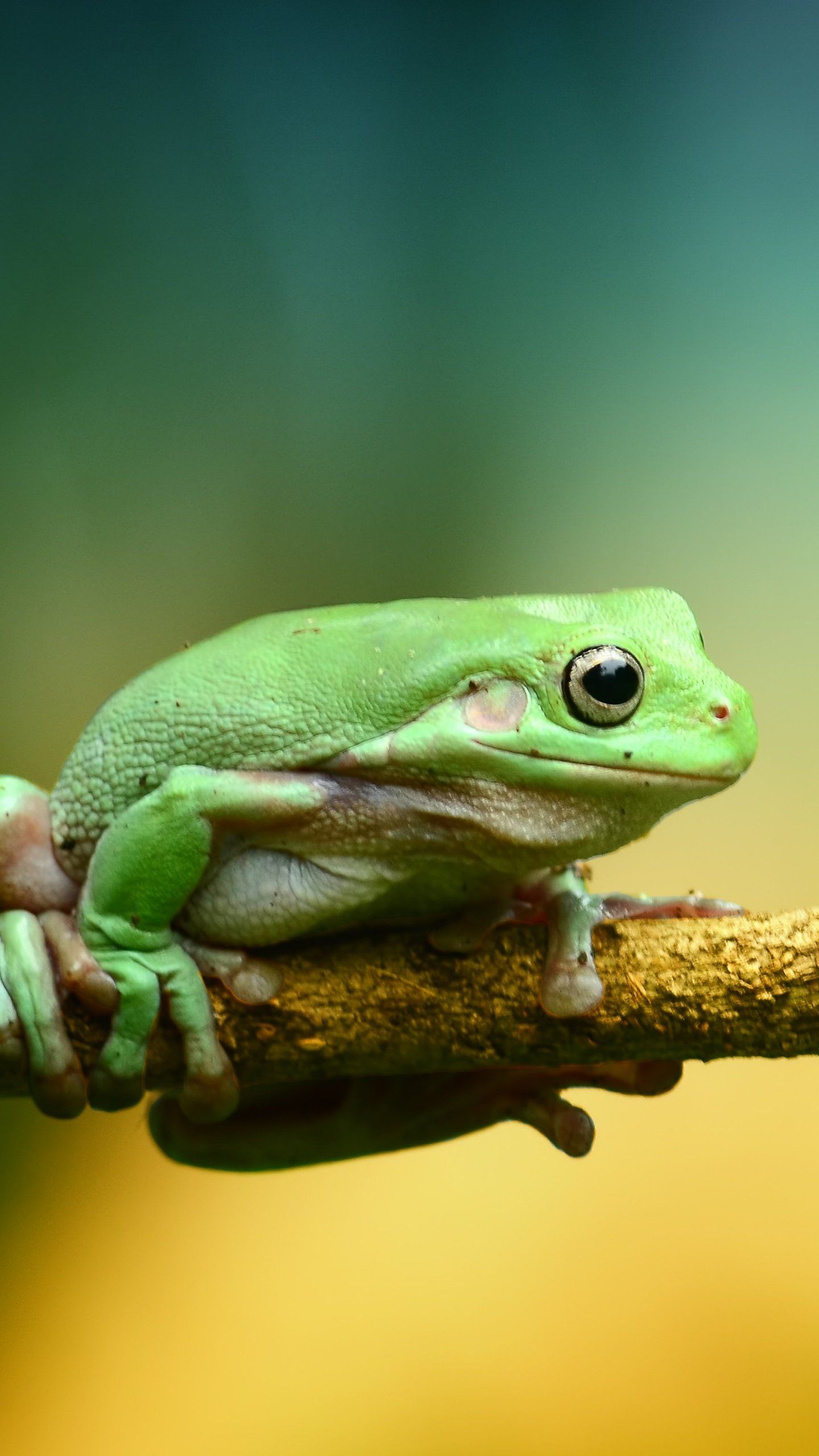 Tree Frog Wallpapers