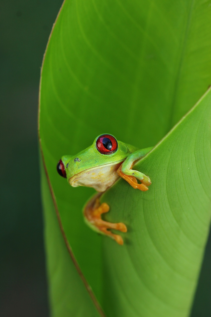 Tree Frog Wallpapers