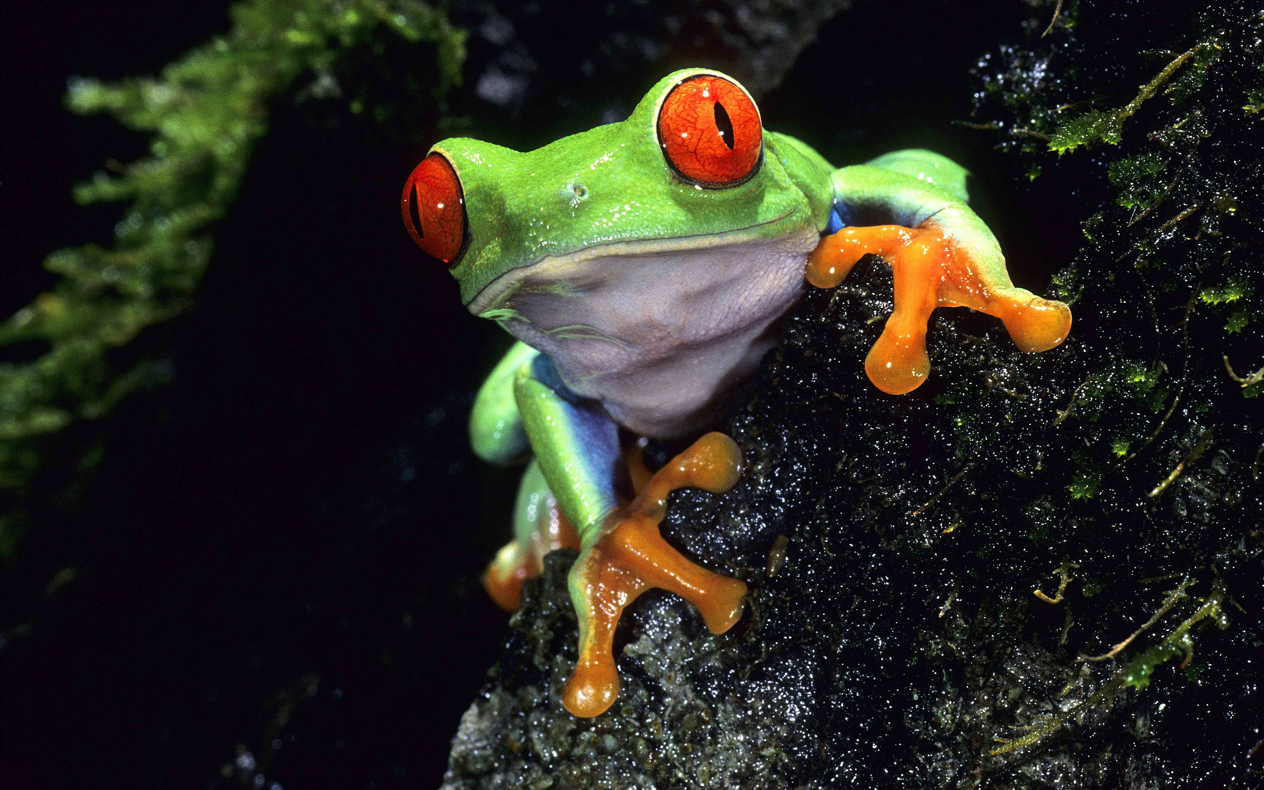 Tree Frog Wallpapers