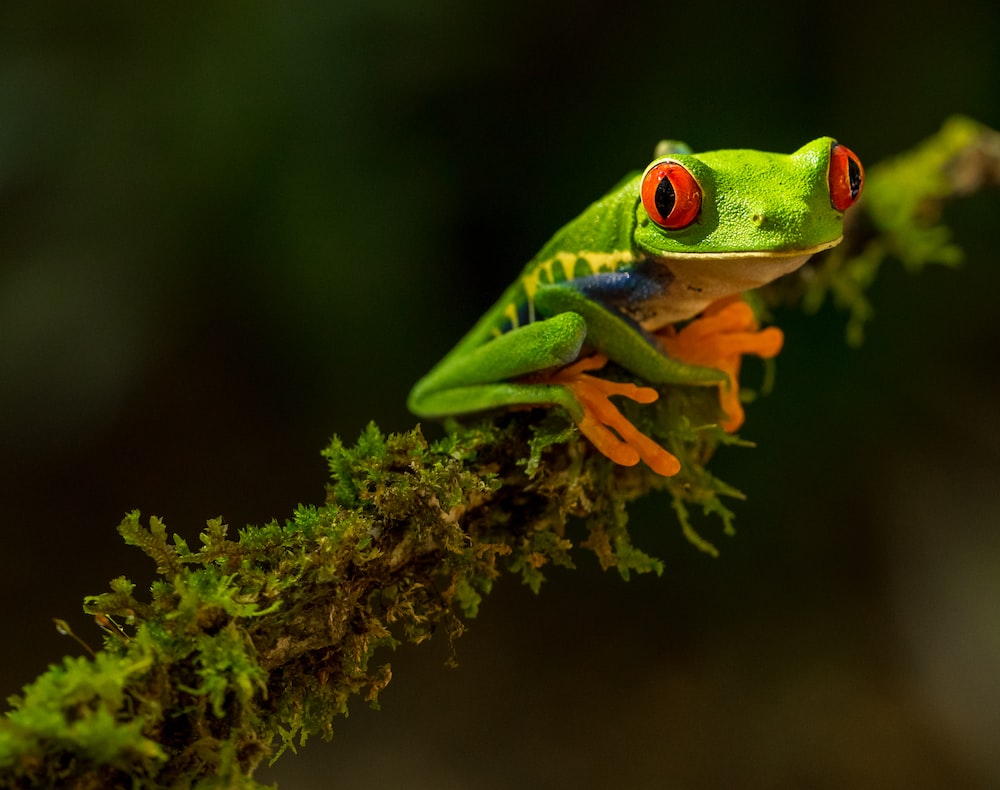 Tree Frog Wallpapers