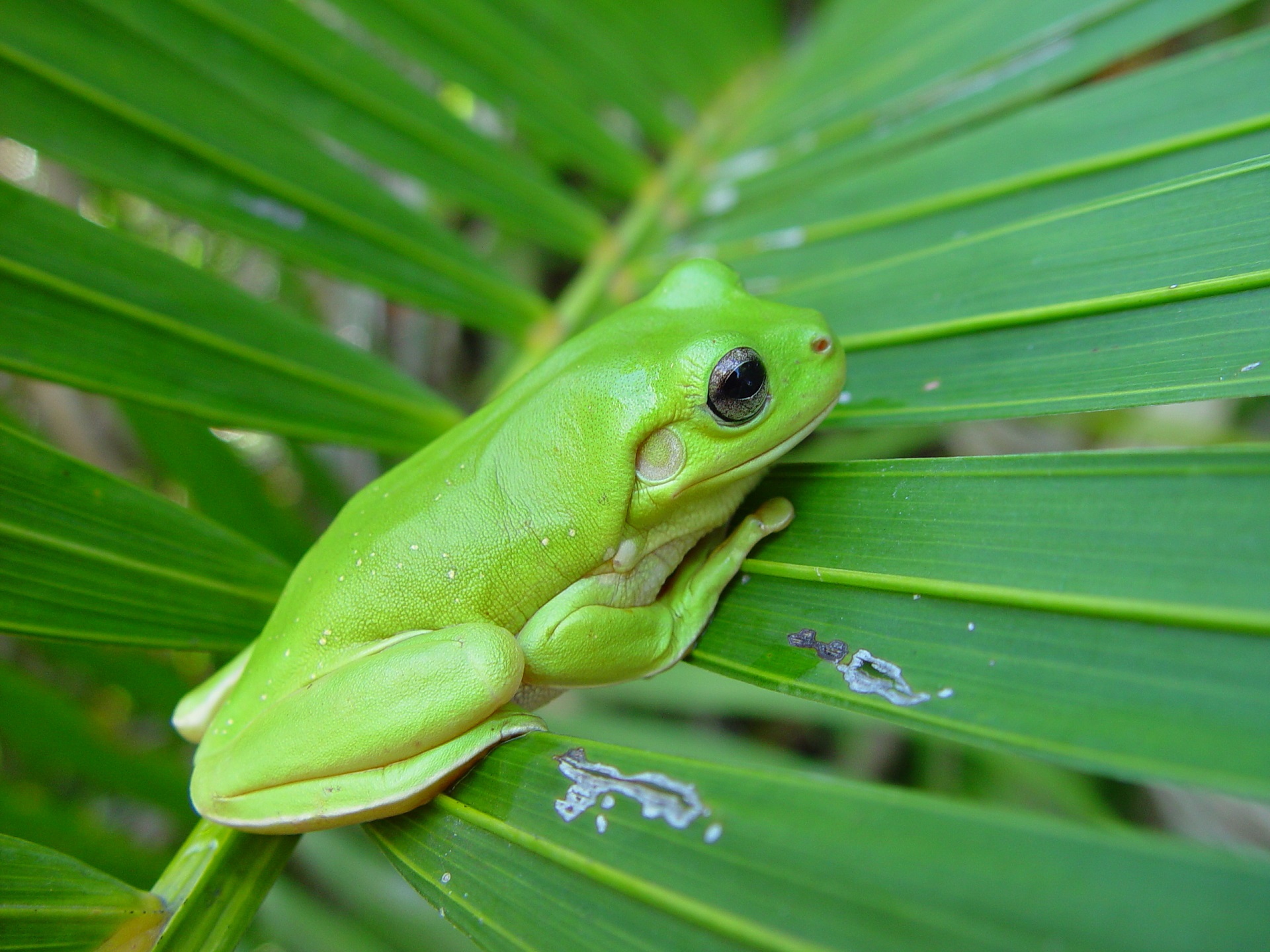 Tree Frog Wallpapers