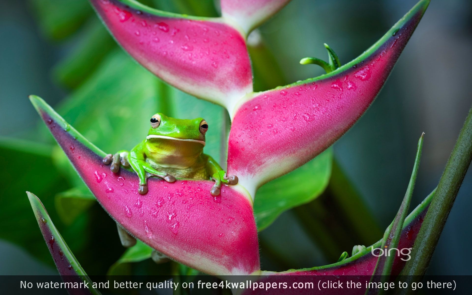 Tree Frog Wallpapers