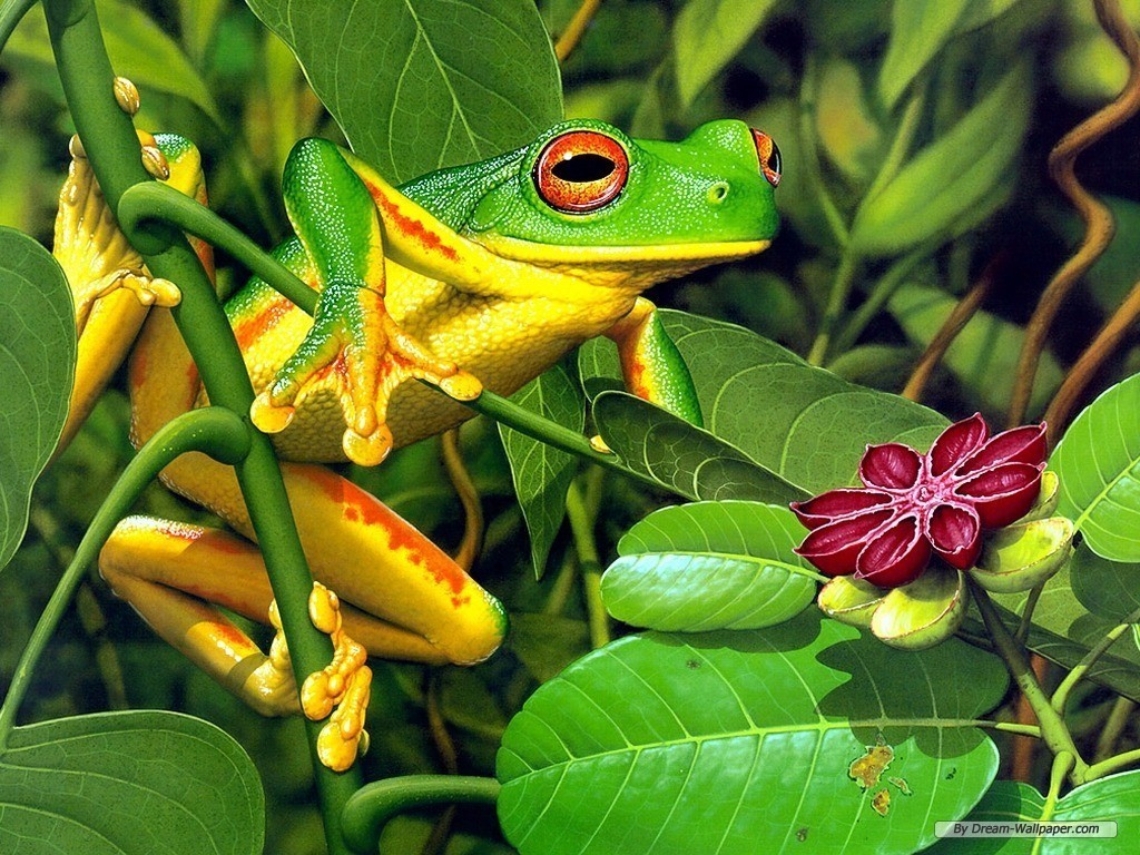 Tree Frog Wallpapers