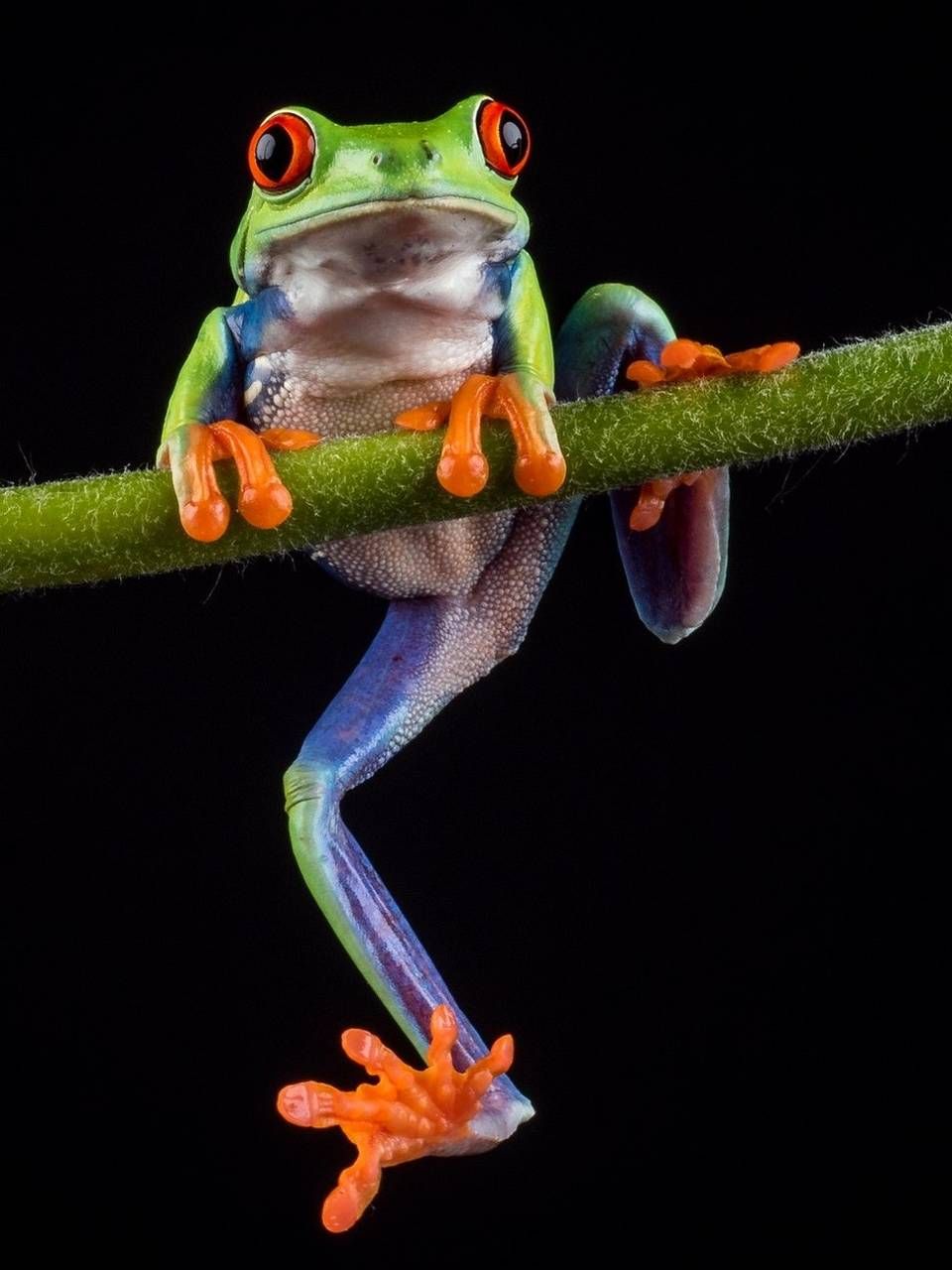 Tree Frog Wallpapers