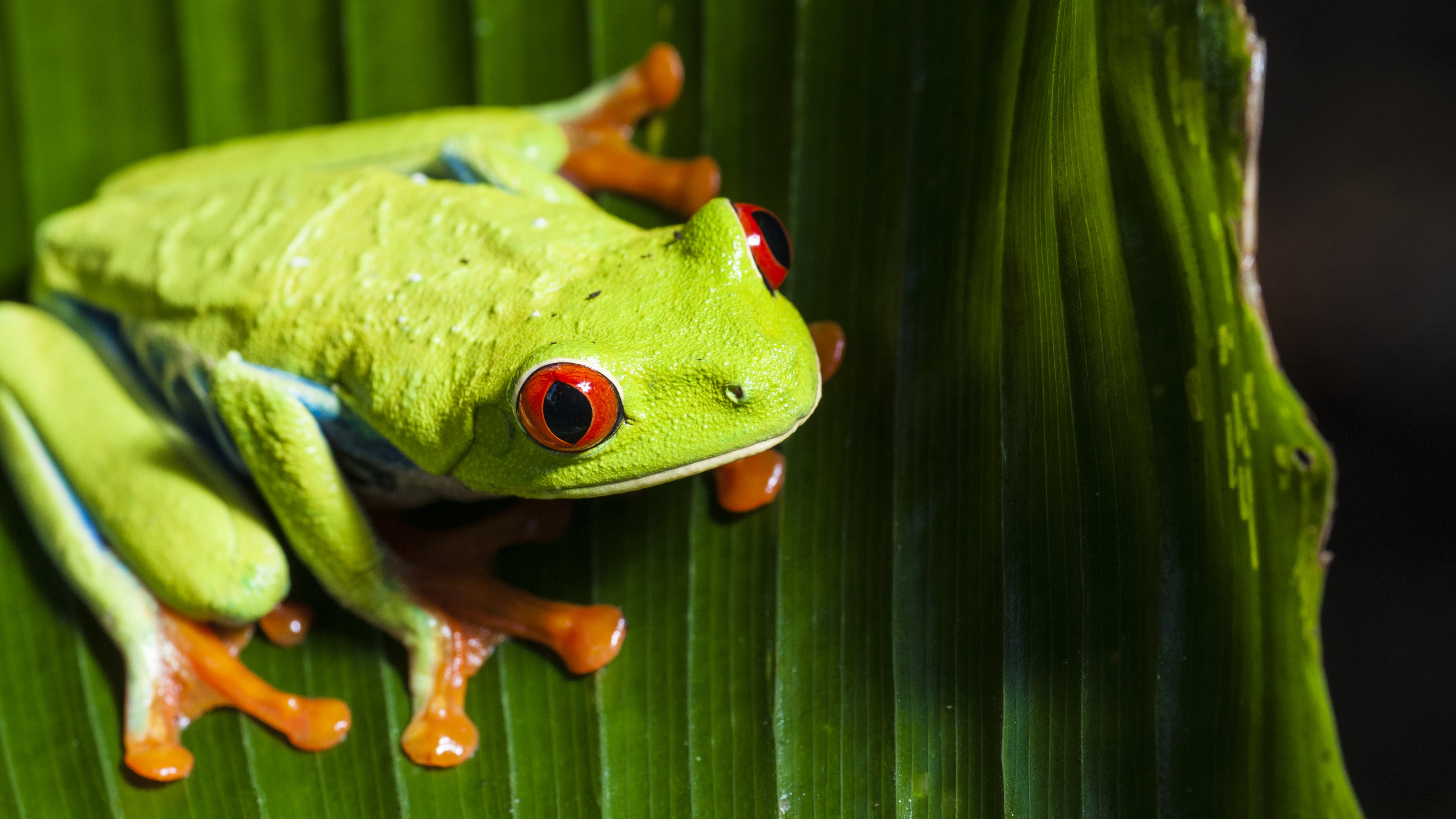 Tree Frog Wallpapers