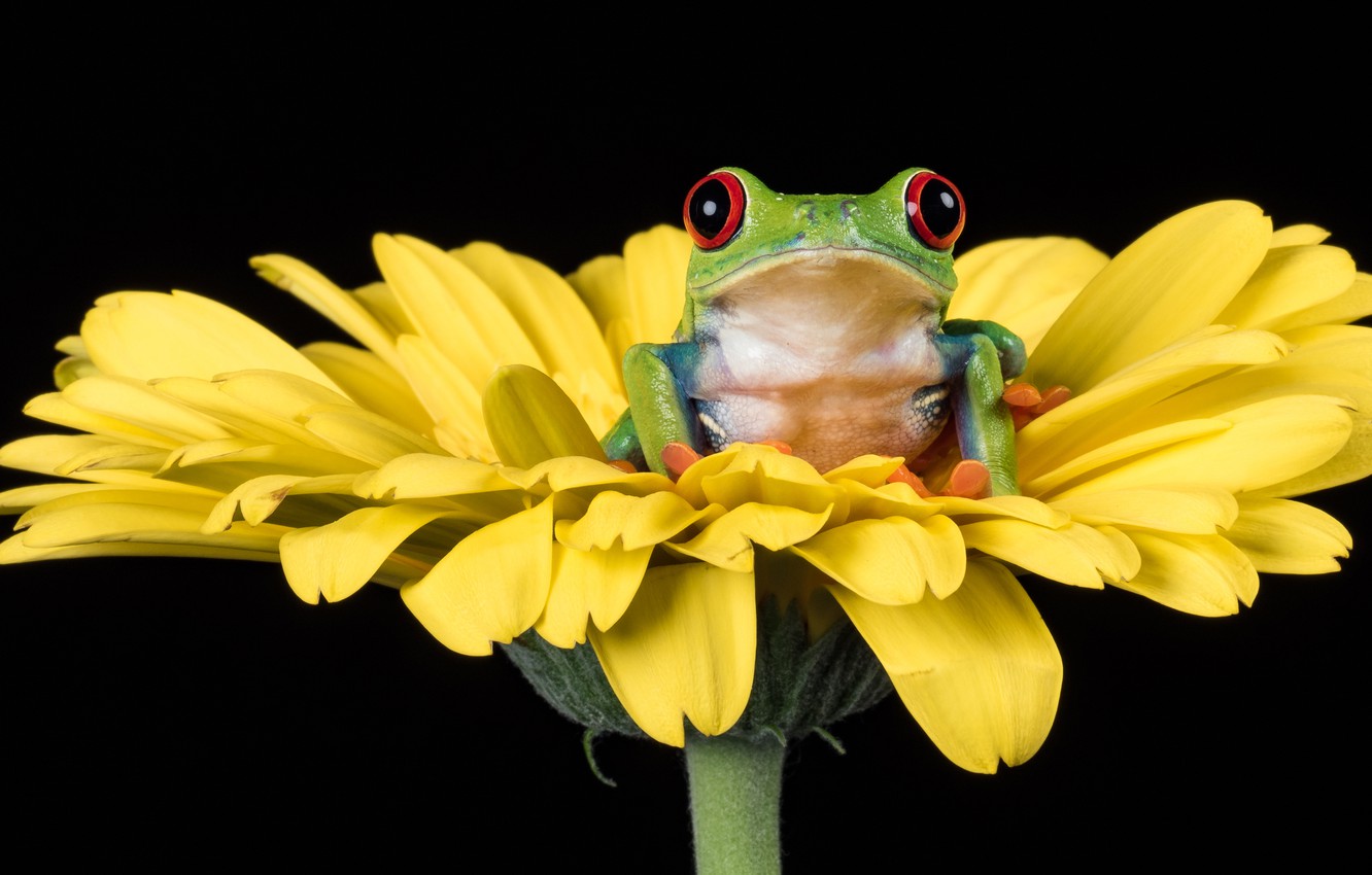 Tree Frog Wallpapers