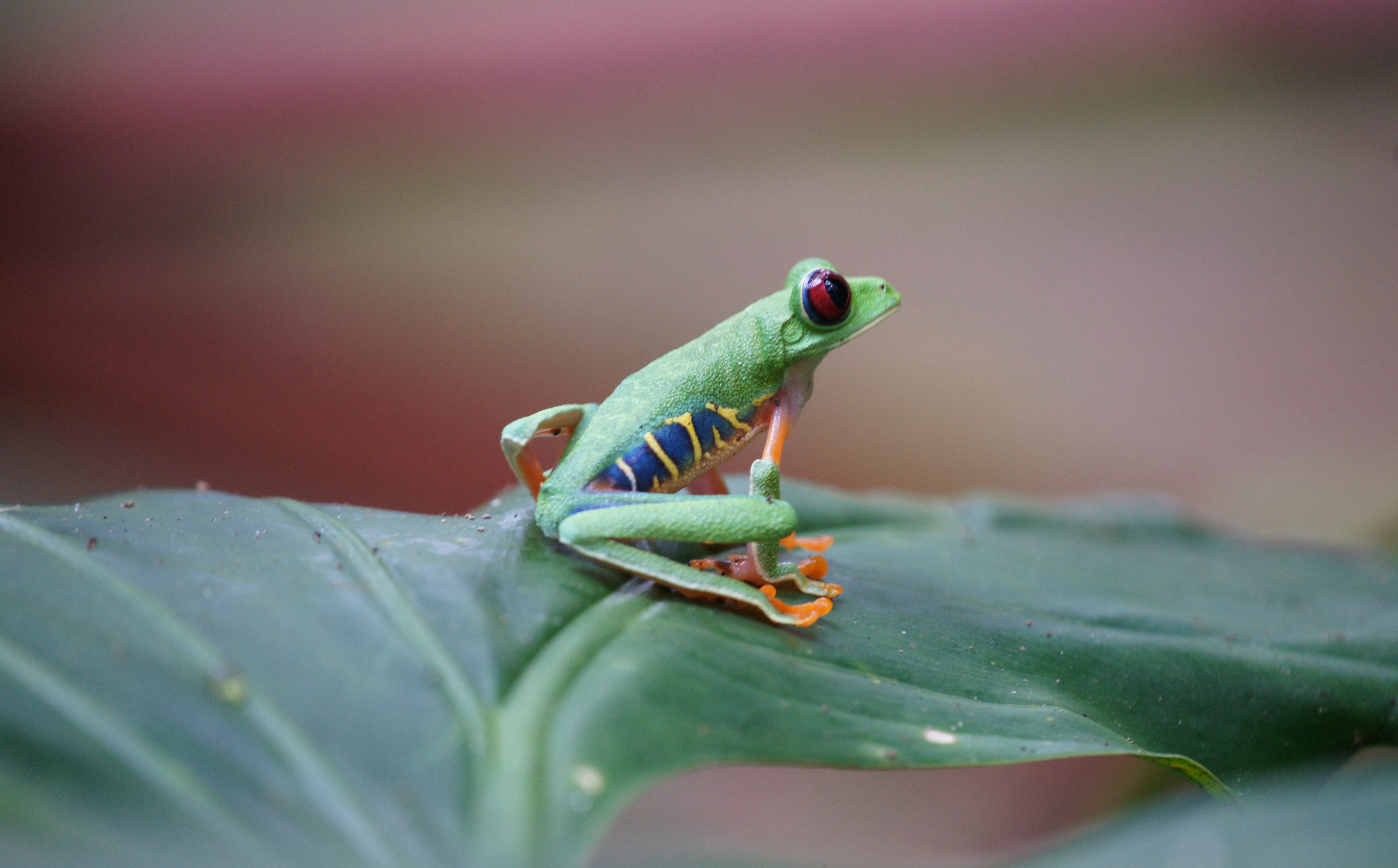 Tree Frog Wallpapers