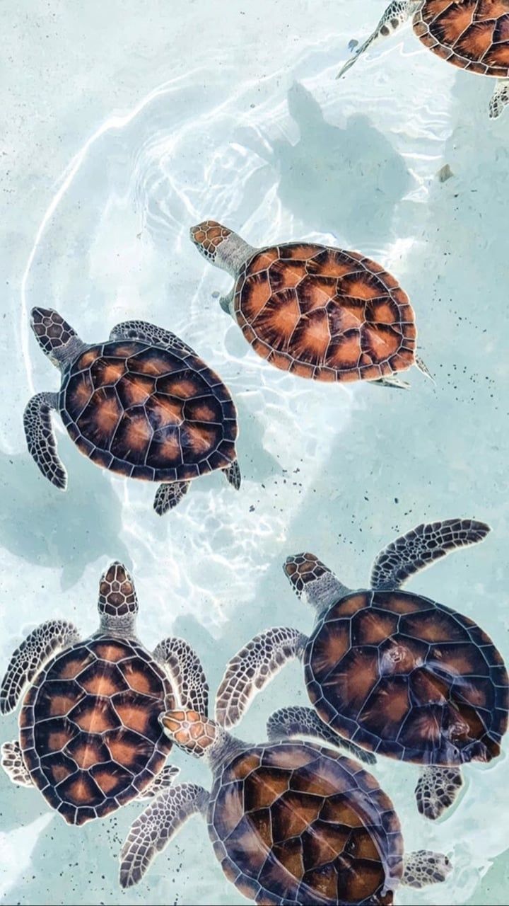 Turtle Wallpapers