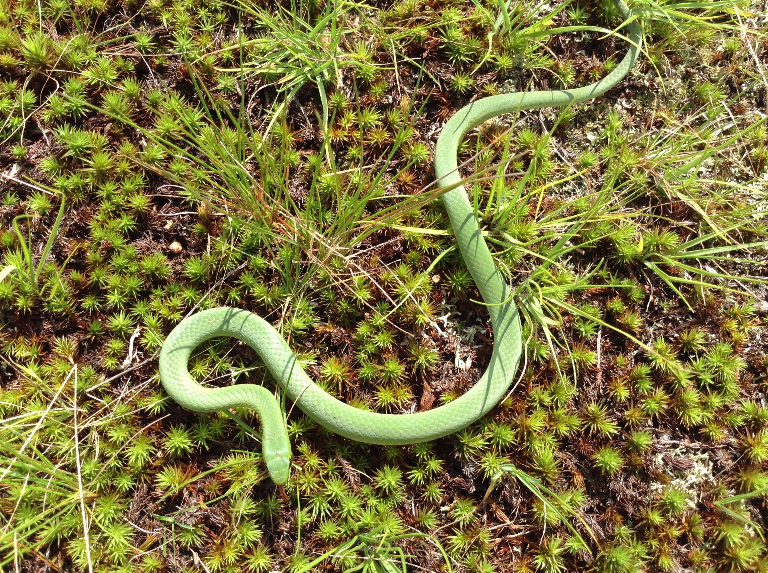 Vogel'S Pit Viper Trimeresurus Vogeli Wallpapers