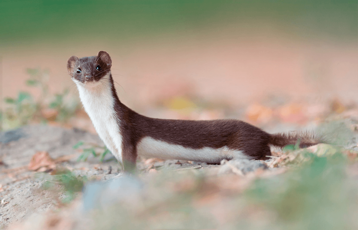 Weasels Wallpapers