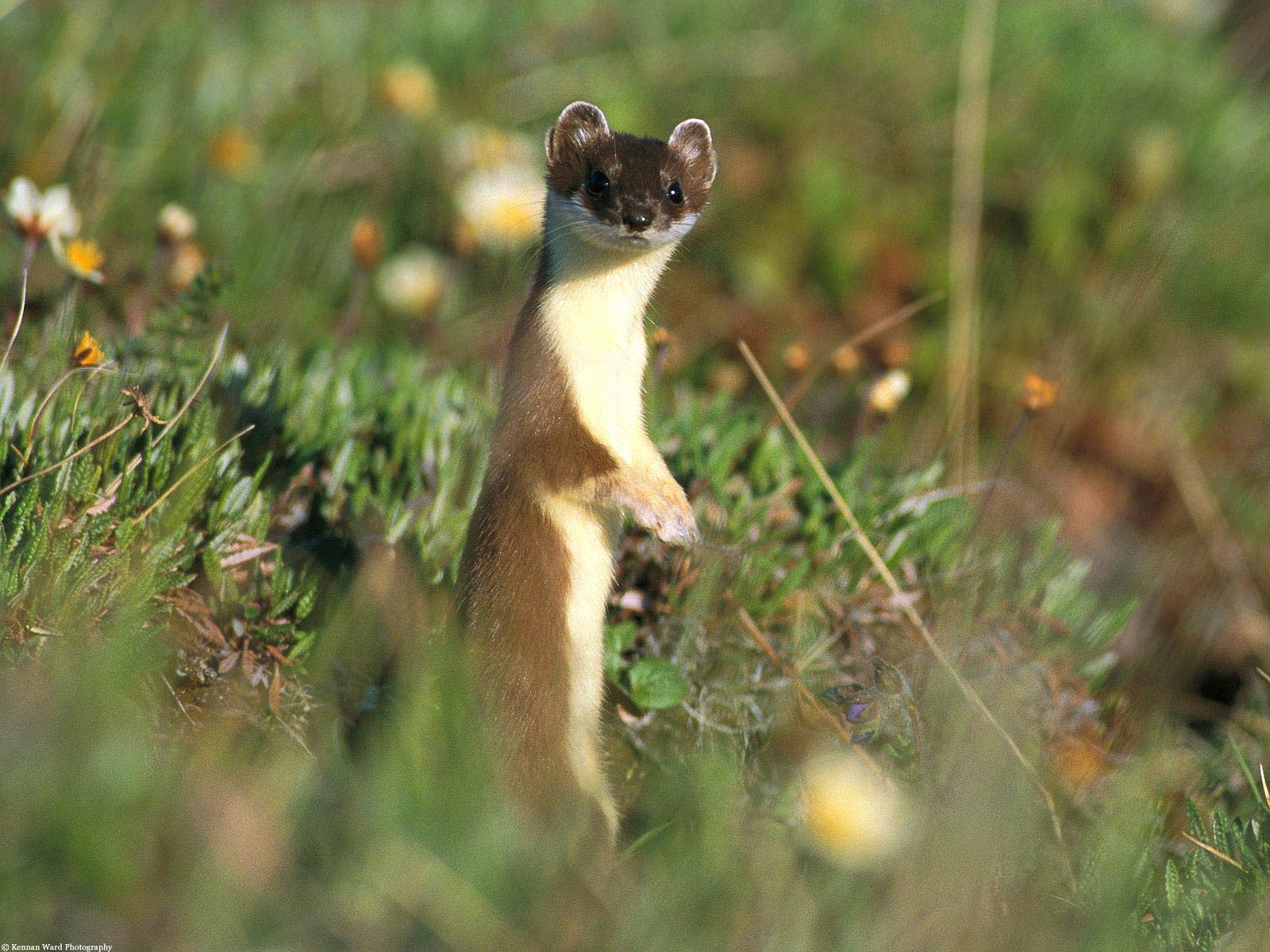 Weasels Wallpapers