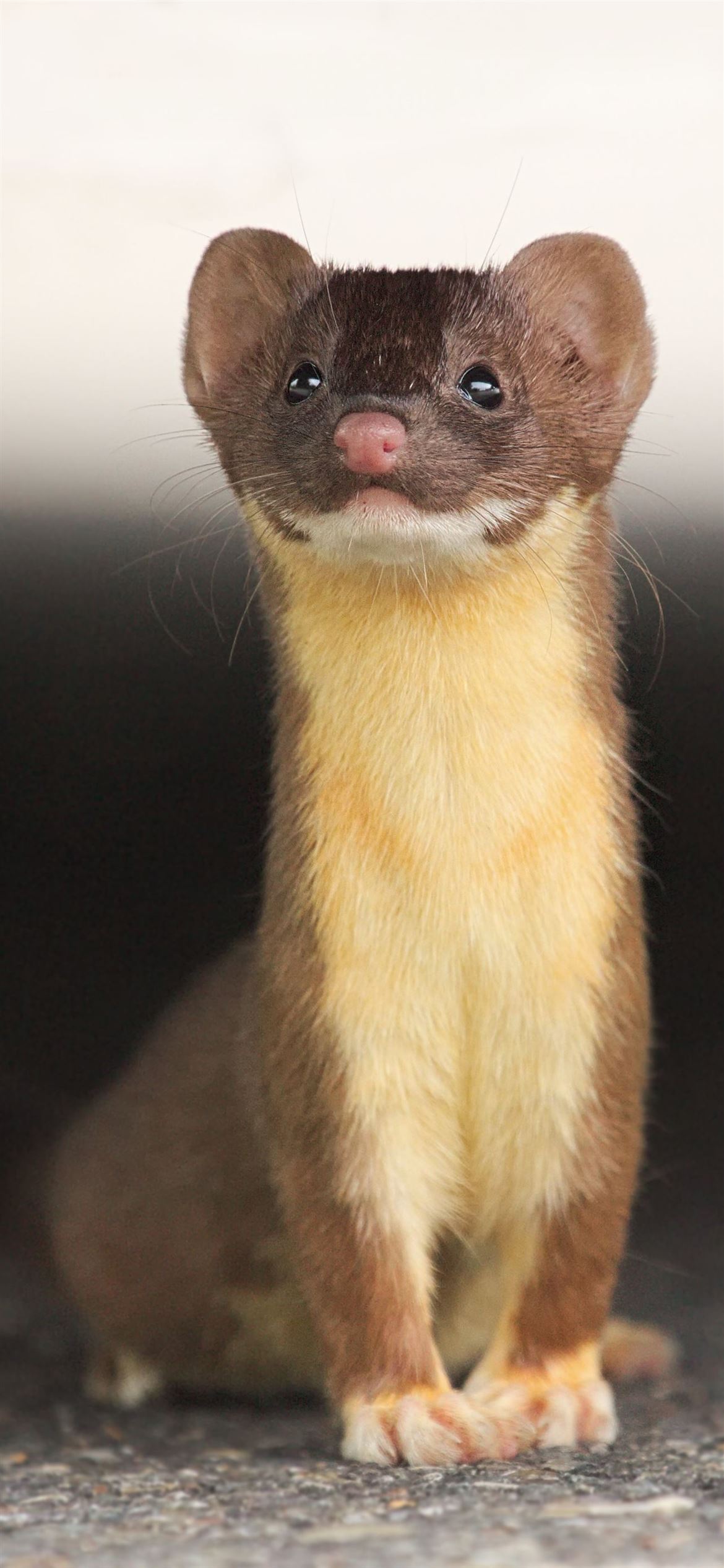 Weasels Wallpapers