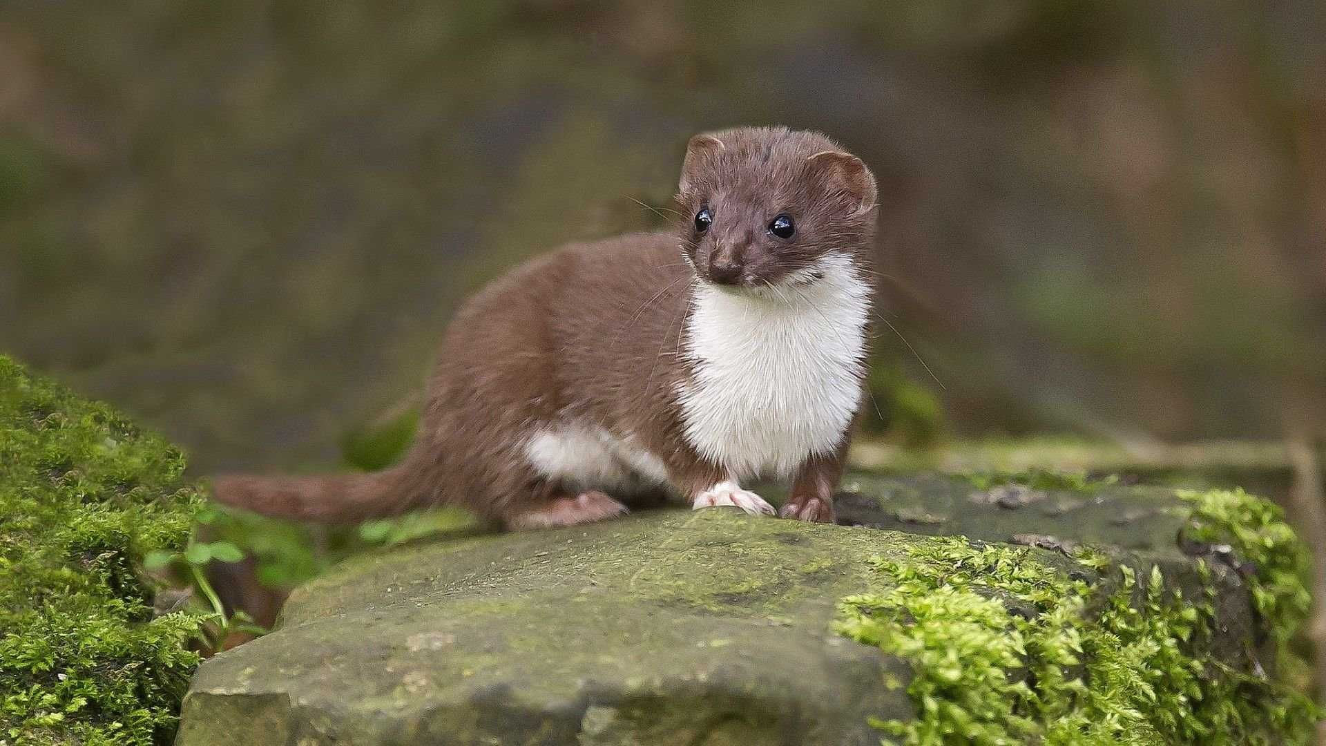 Weasels Wallpapers