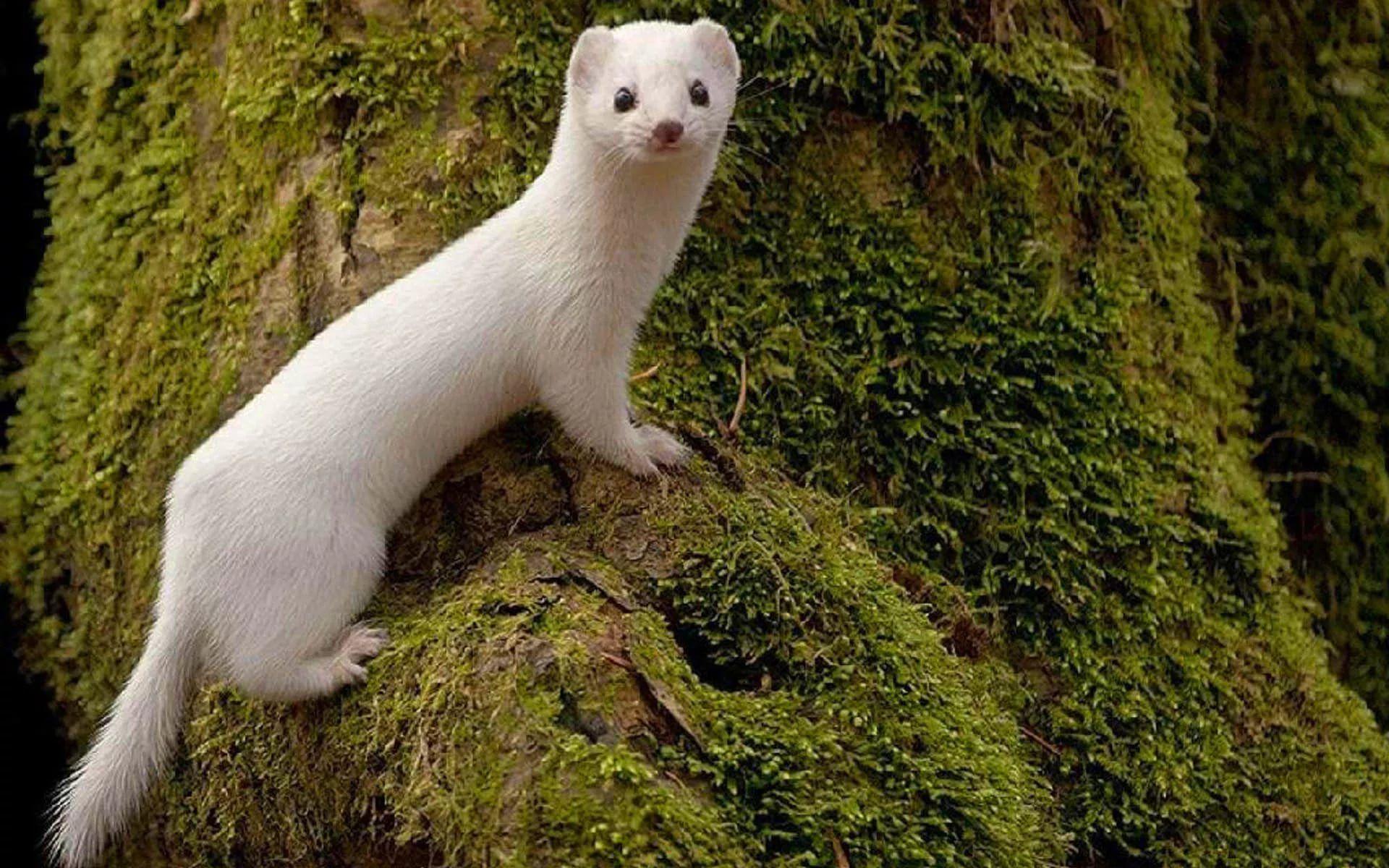 Weasels Wallpapers