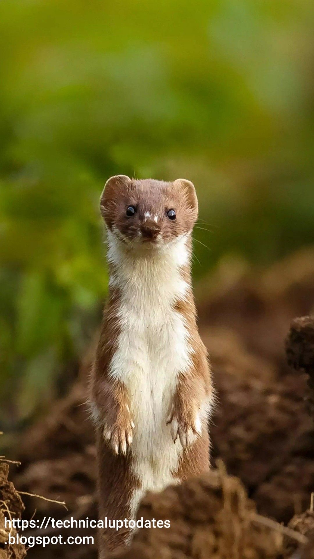 Weasels Wallpapers