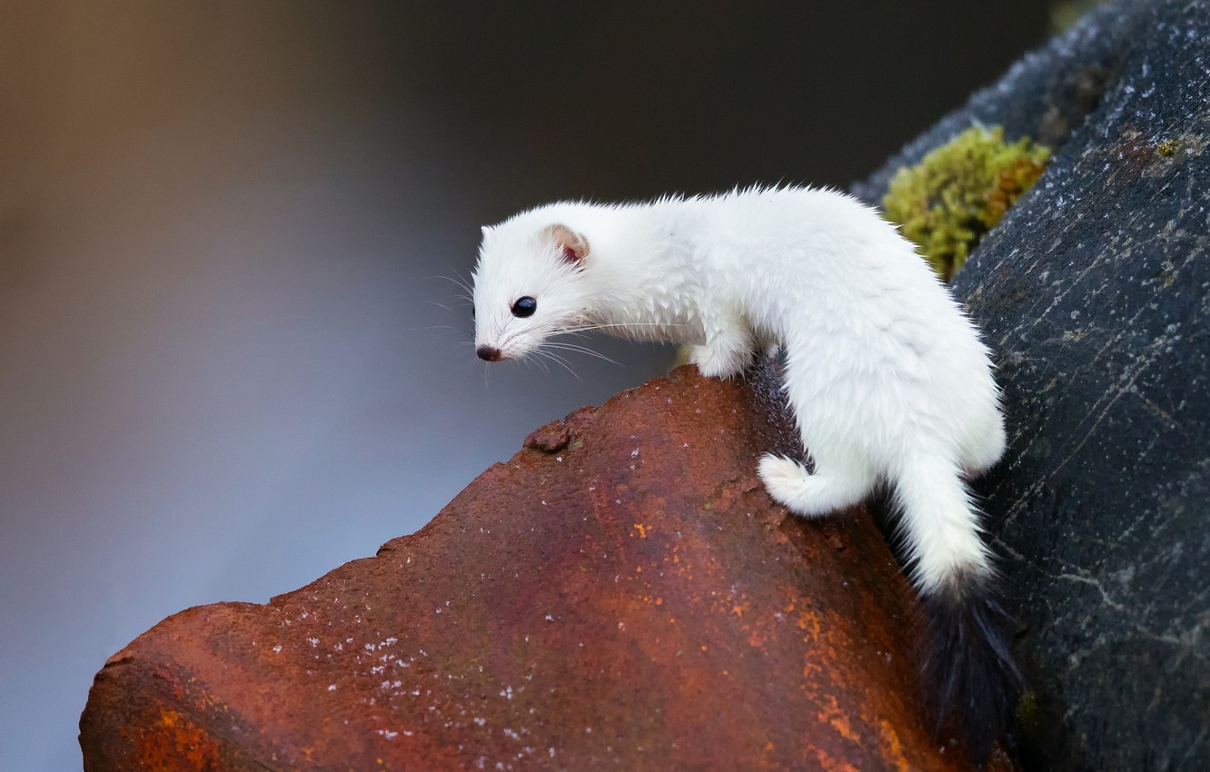 Weasels Wallpapers