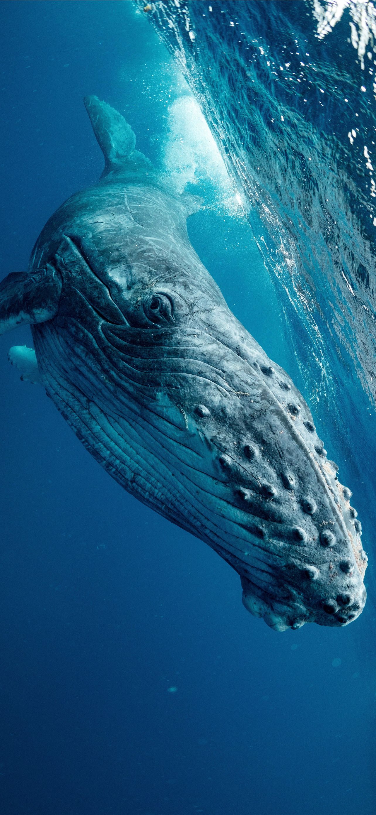 Whale Wallpapers