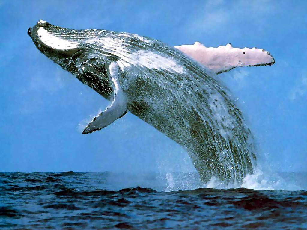 Whale Wallpapers