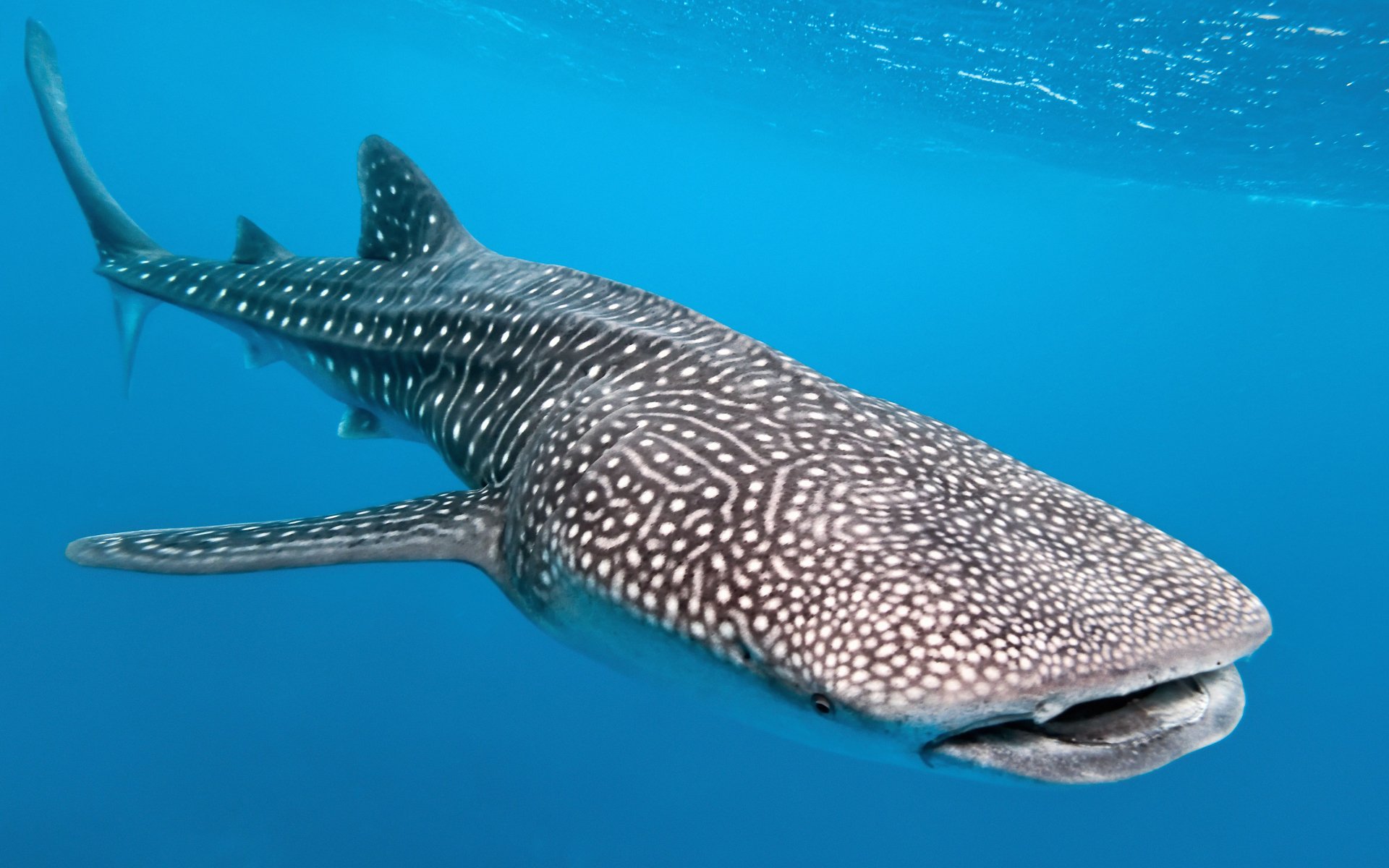 Whale Shark Wallpapers