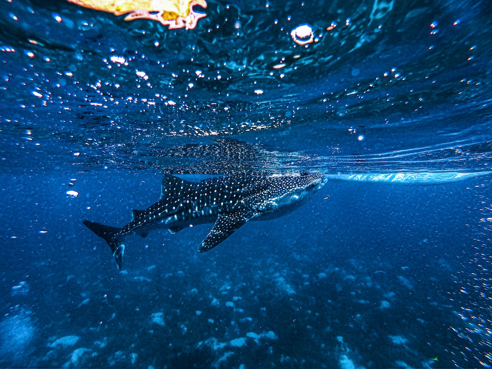 Whale Shark Wallpapers