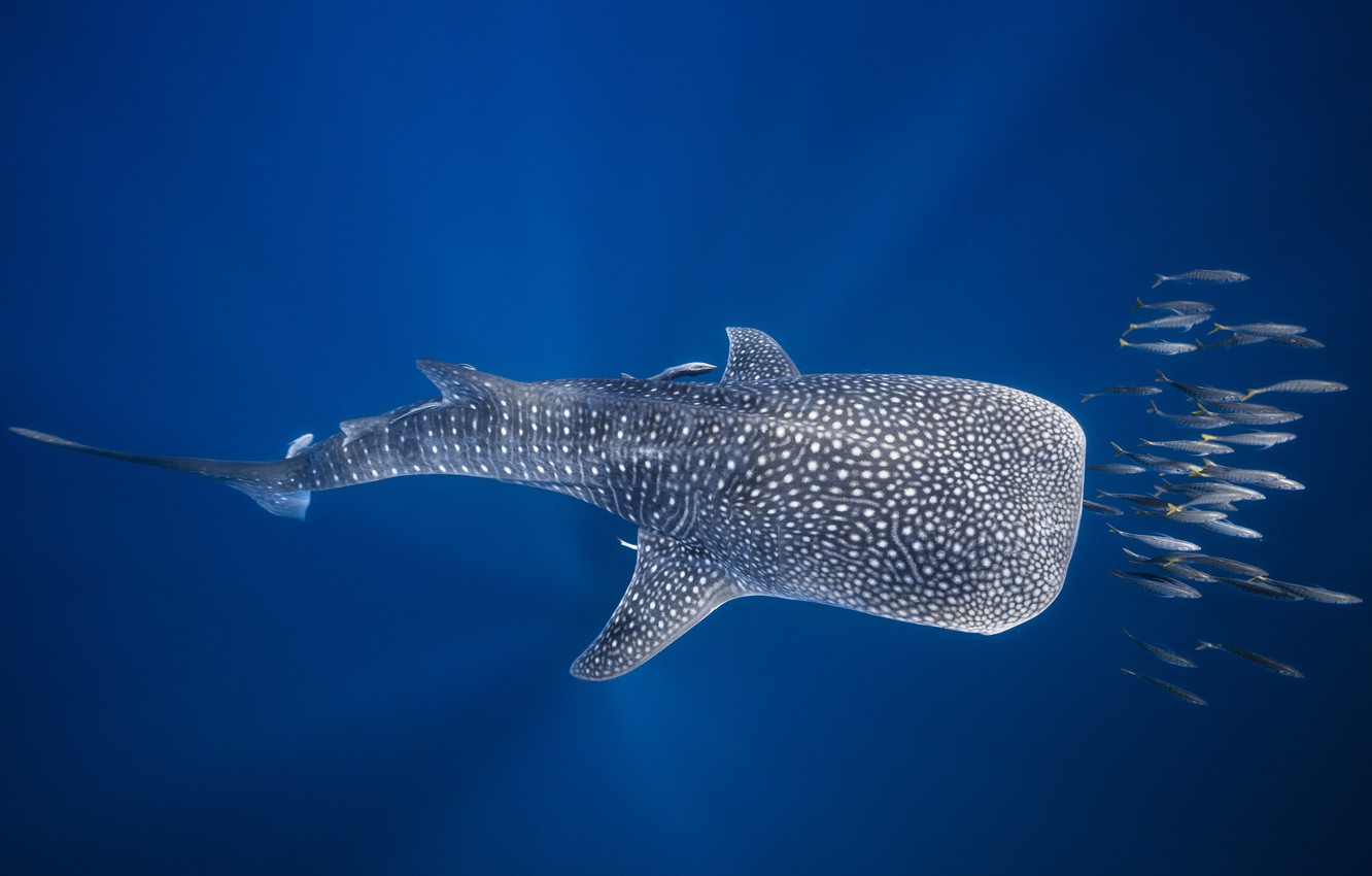 Whale Shark Wallpapers