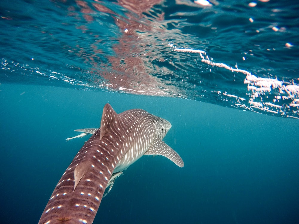 Whale Shark Wallpapers