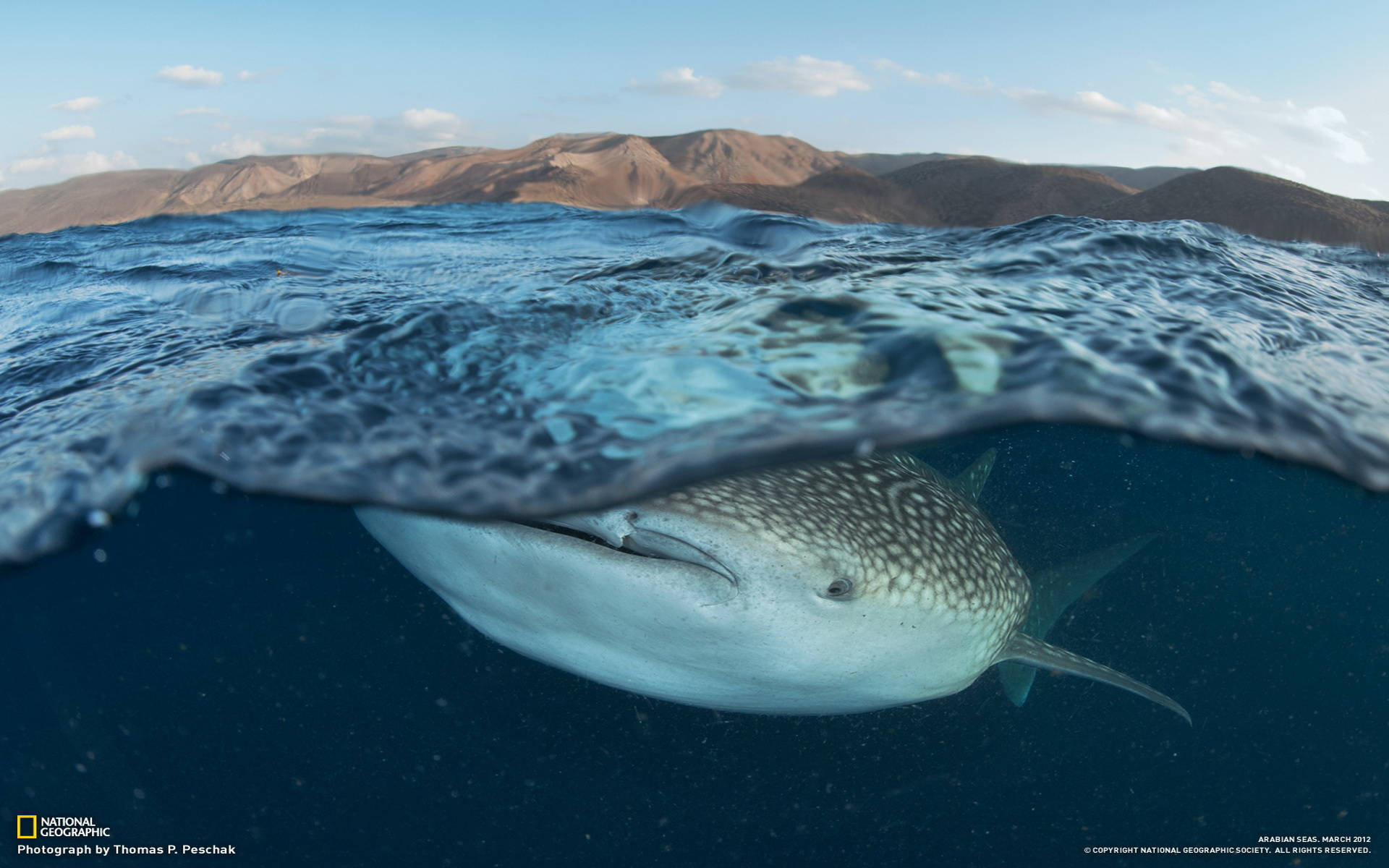 Whale Shark Wallpapers